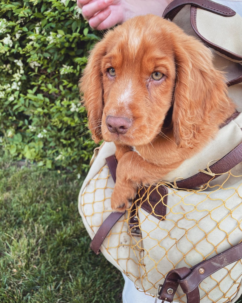 English Cocker Spaniel puppies in New York — SALTAIRE GUNDOGS