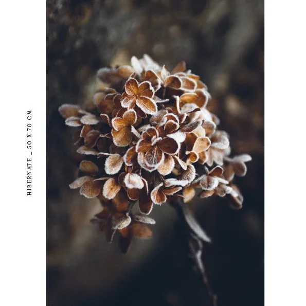 poster_50x70_høst2025_hibernate.jpg (Copy)