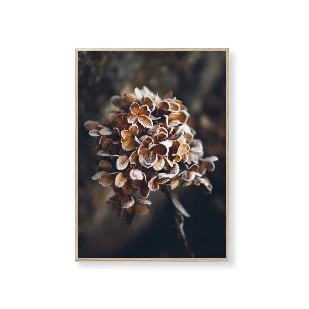 plakat_medramme_hibernate_2025.jpg (Copy)