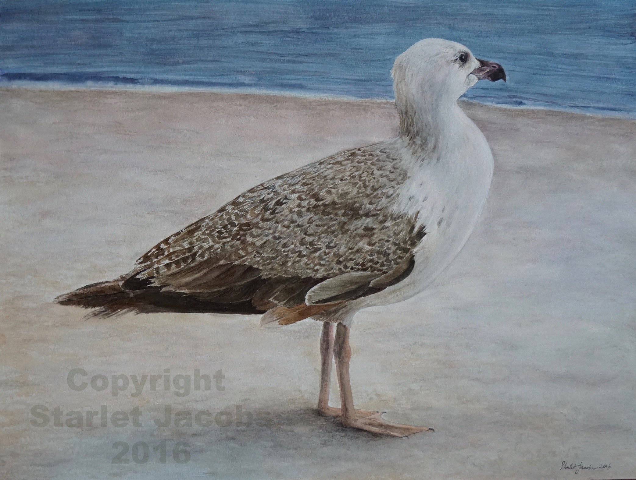 Seagull Watercolor (wm).jpg