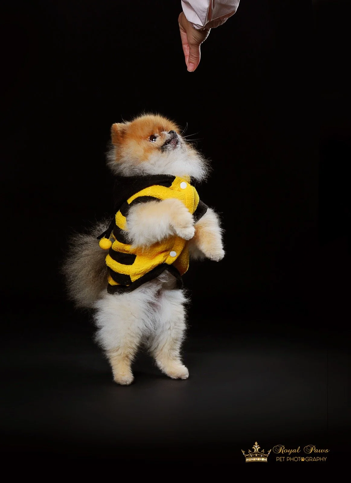 Hamilton Pet Photography