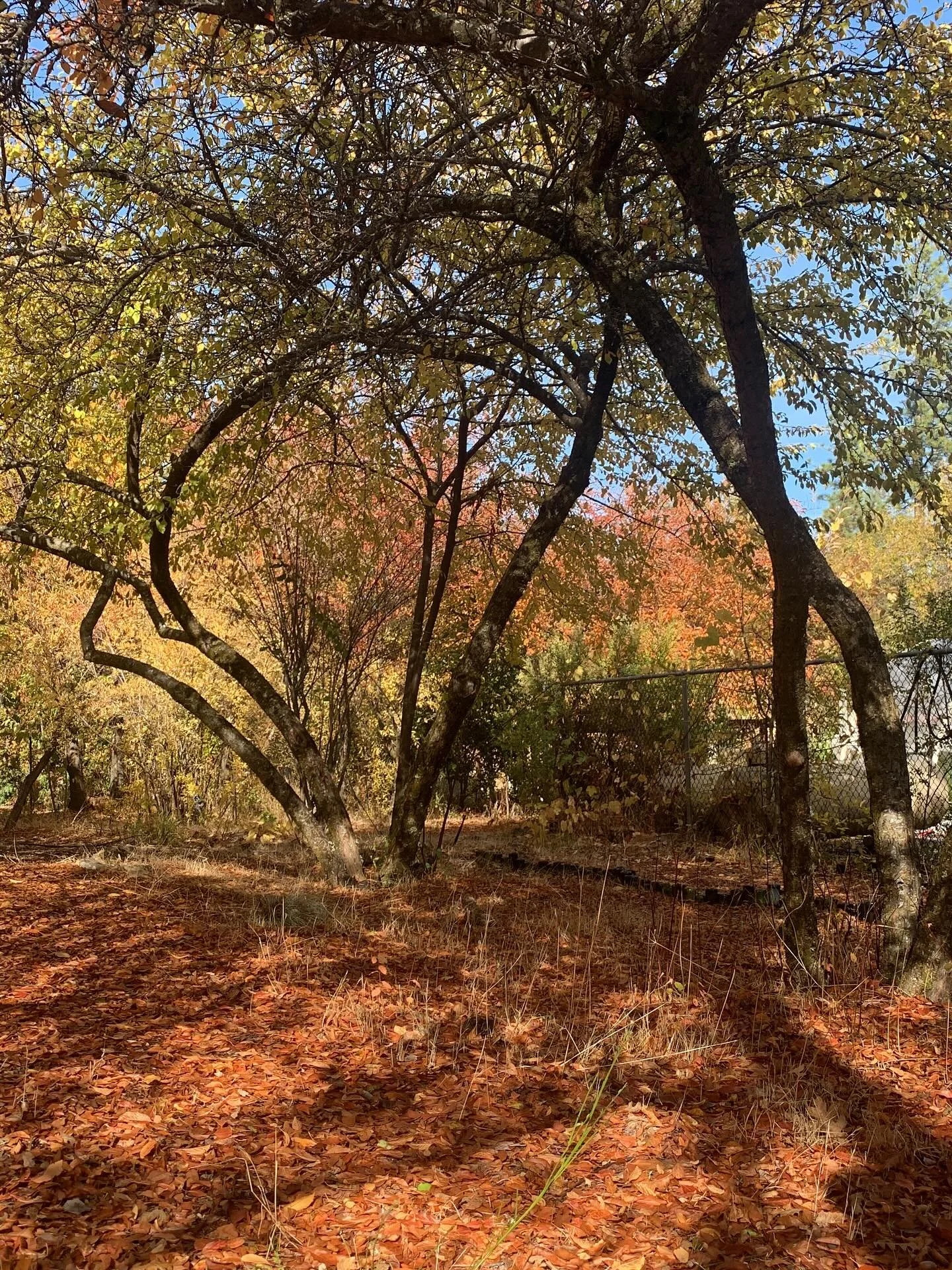 If you&rsquo;ve followed me for some time, you&rsquo;ll know I&rsquo;m an advocate for intentional and daily sun exposure. Once you&rsquo;ve become a sun worshipping goddess, you can really never go back. It&rsquo;s the ultimate supercharge!

🌅Sunri