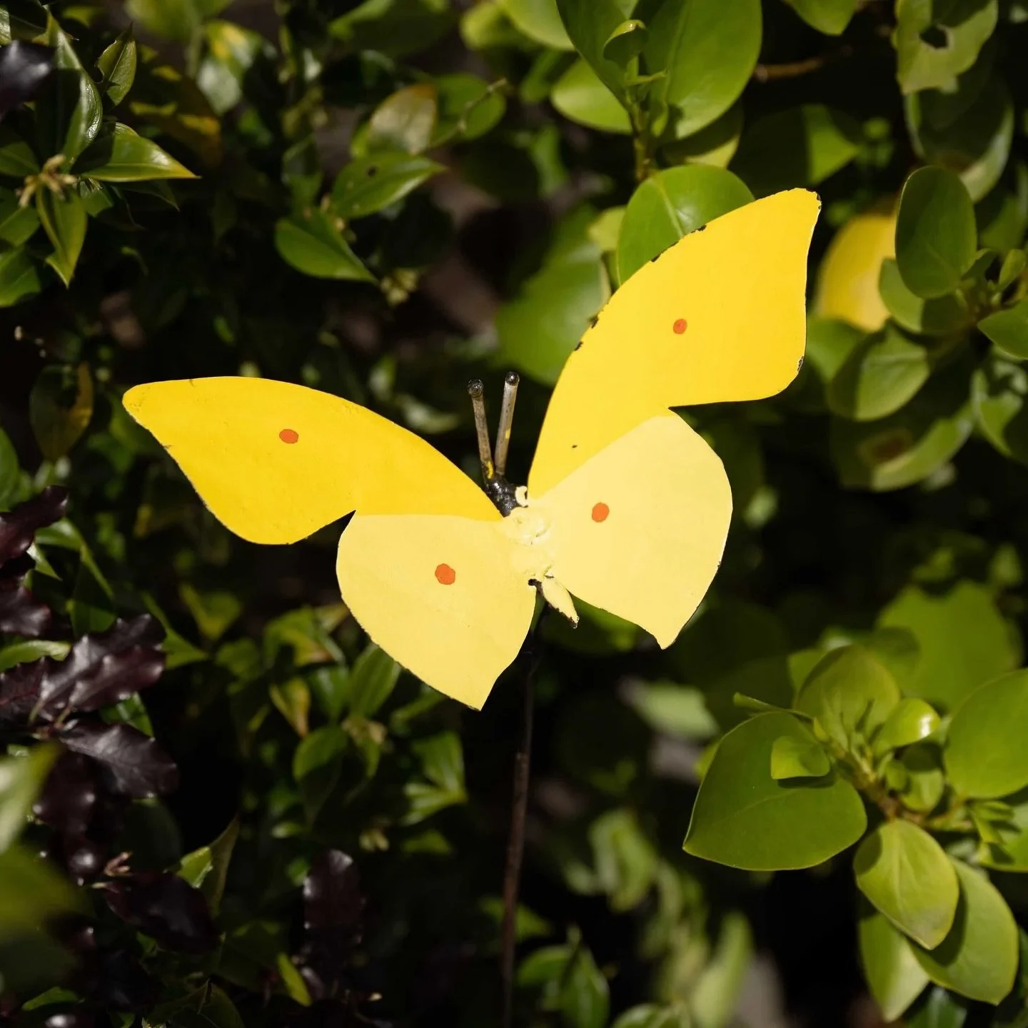 Soak up the late summer sunshine surrounded by beauty and purpose. Our handcrafted garden ornaments, from fluttering butterflies to bold blooms and charming birds, are made from recycled metals, bringing eco-friendly art into your outdoor space.

Add