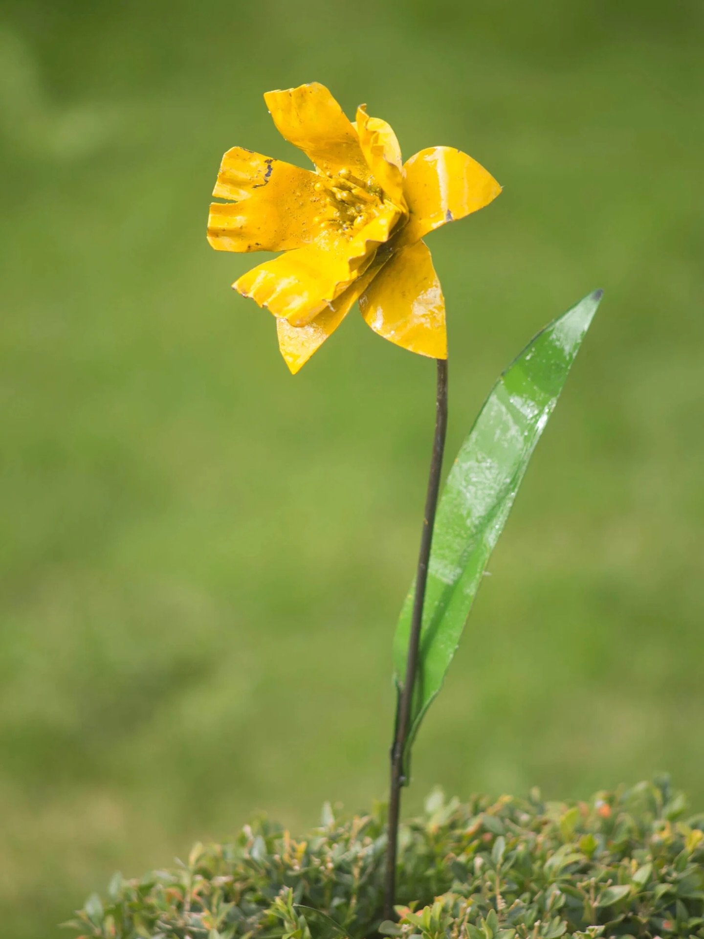 Hello Yellow

Bright, joyful and full of promise, the Daffodil is our birth flower for March. A symbol of new beginnings, hope and the first real signs of spring.

Handcrafted in Zimbabwe from recycled metal, our Daffodil ornament captures that unmis