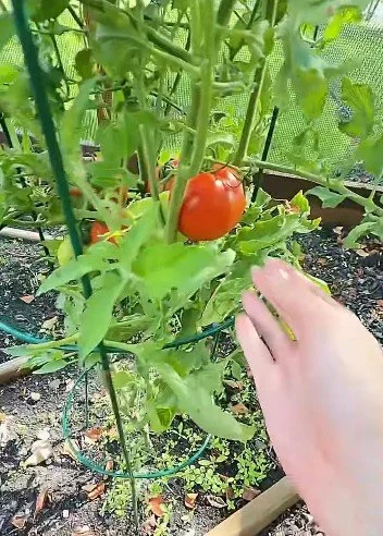🍅 First tomato harvest of the year
