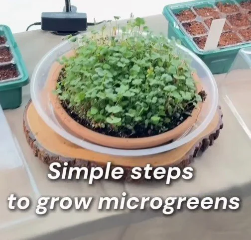 Simple Microgreens
