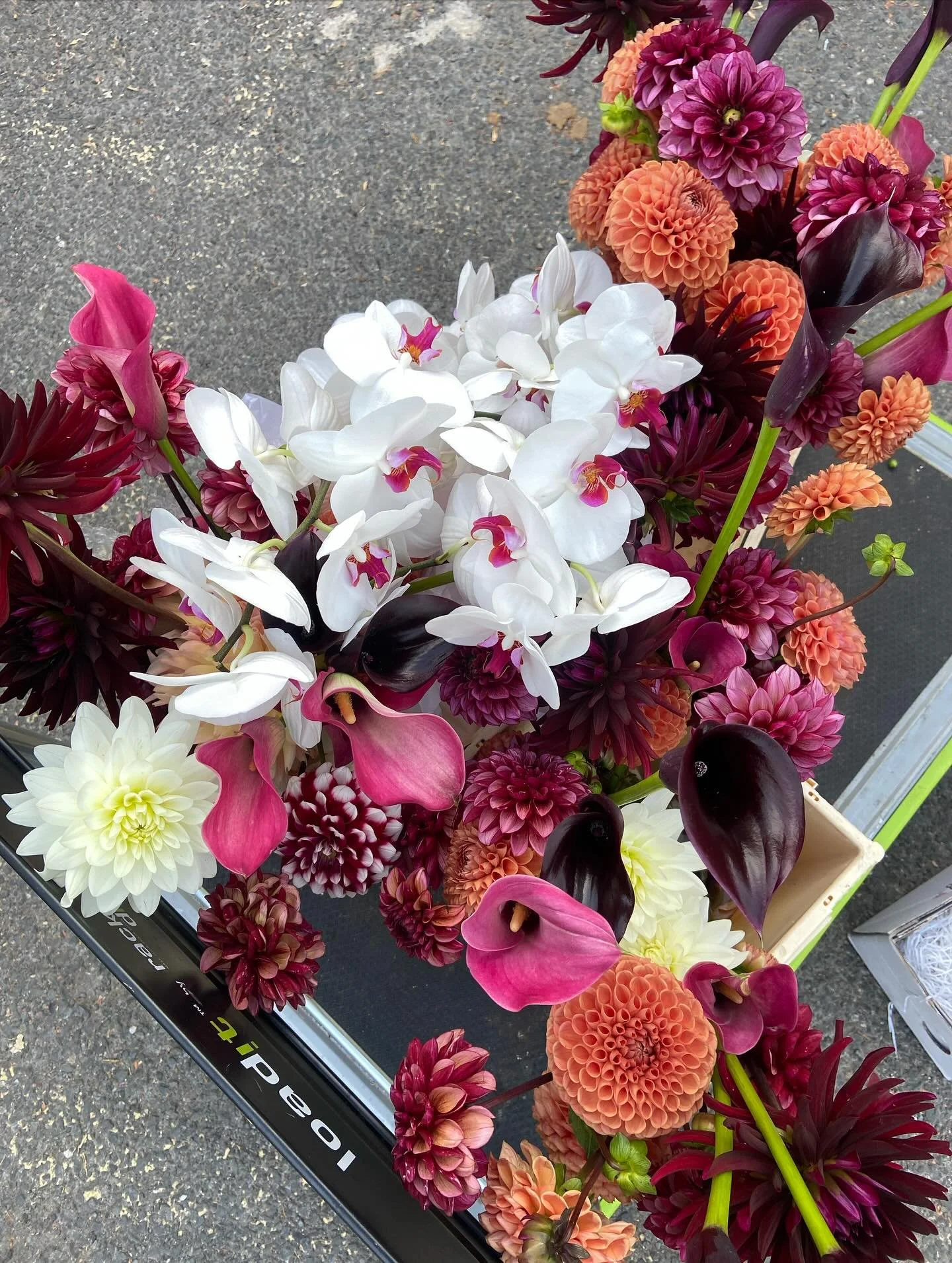 Dahlia haul for Robyn+Kwaks 🩷🧡🤍🖤