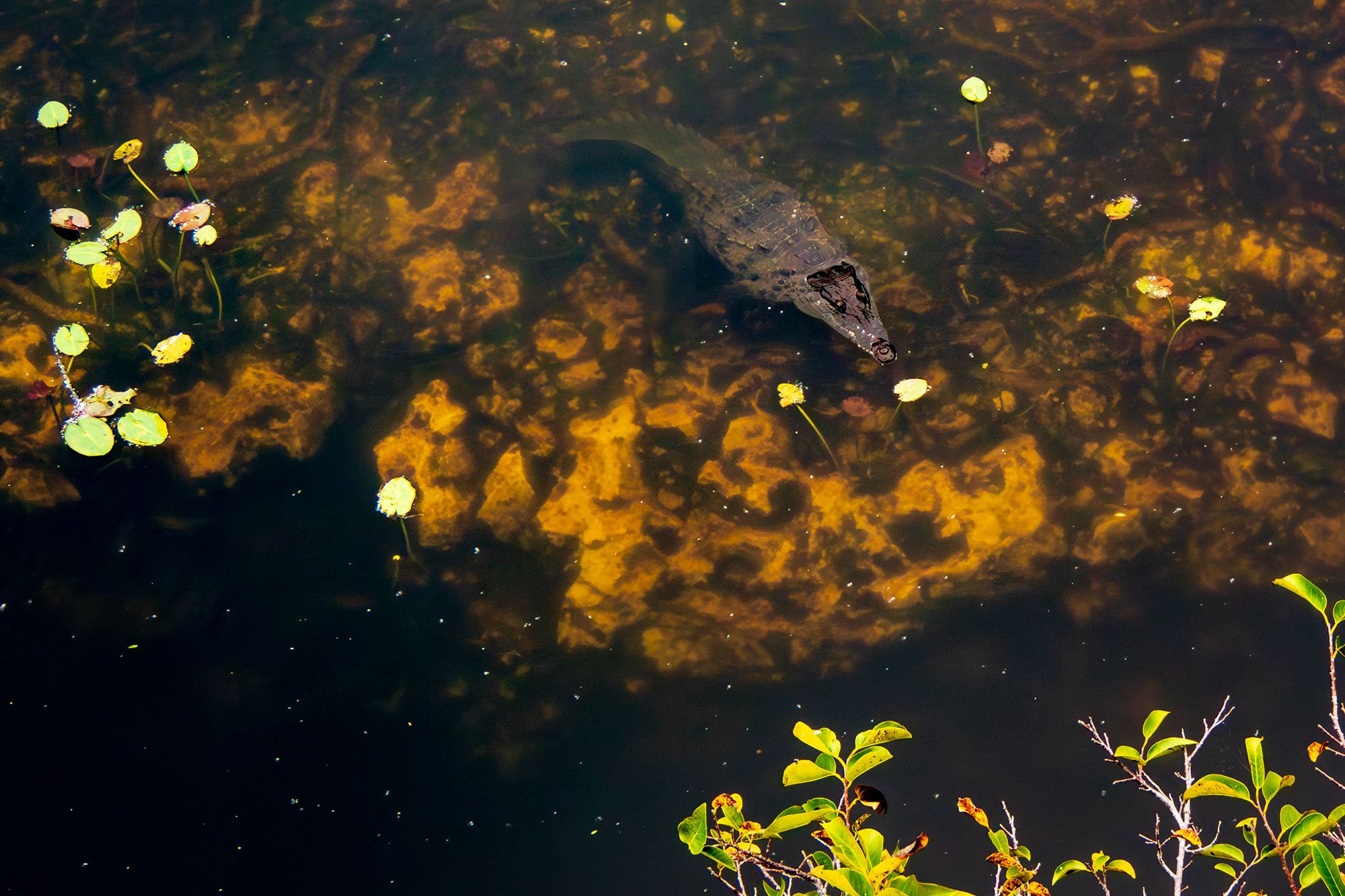 Alligator at Everglades National Park, Florida