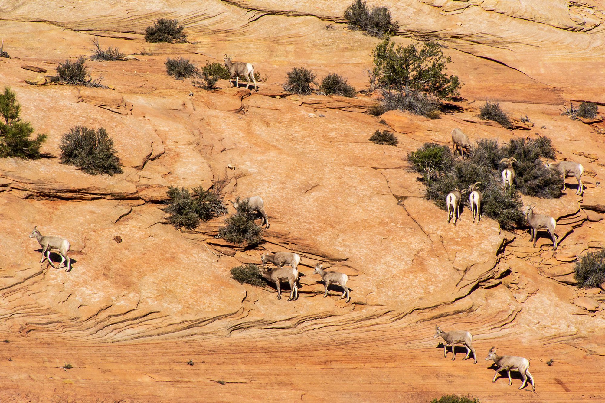 Bighorn Sheep in Zion National Park, Utah
