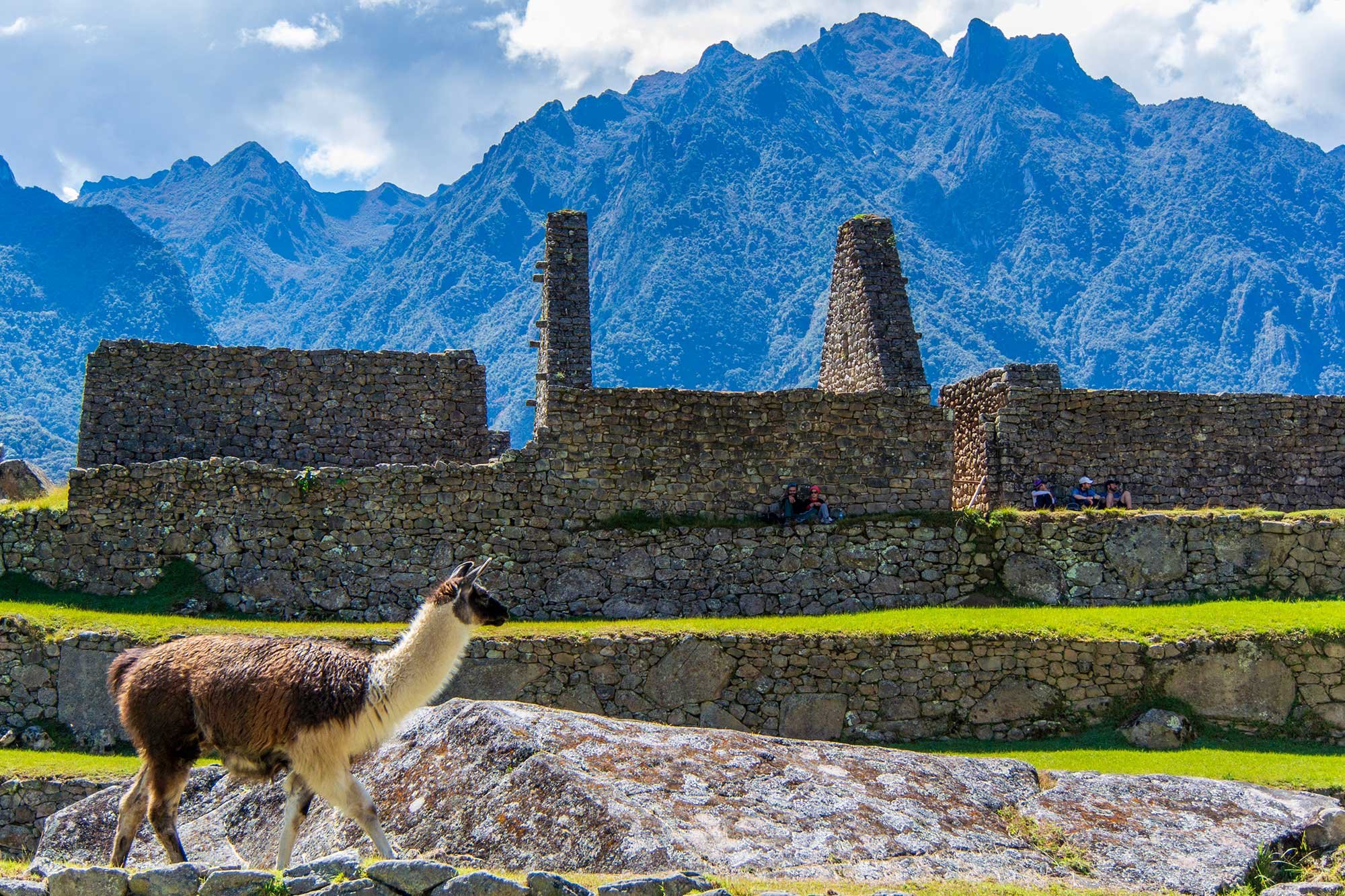 Llama at Machu Picchu, Peru