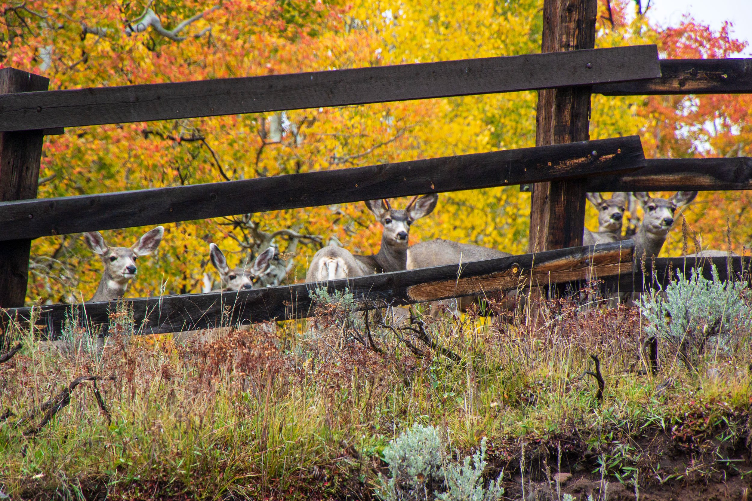 Deer near Steamboat Springs, Colorado