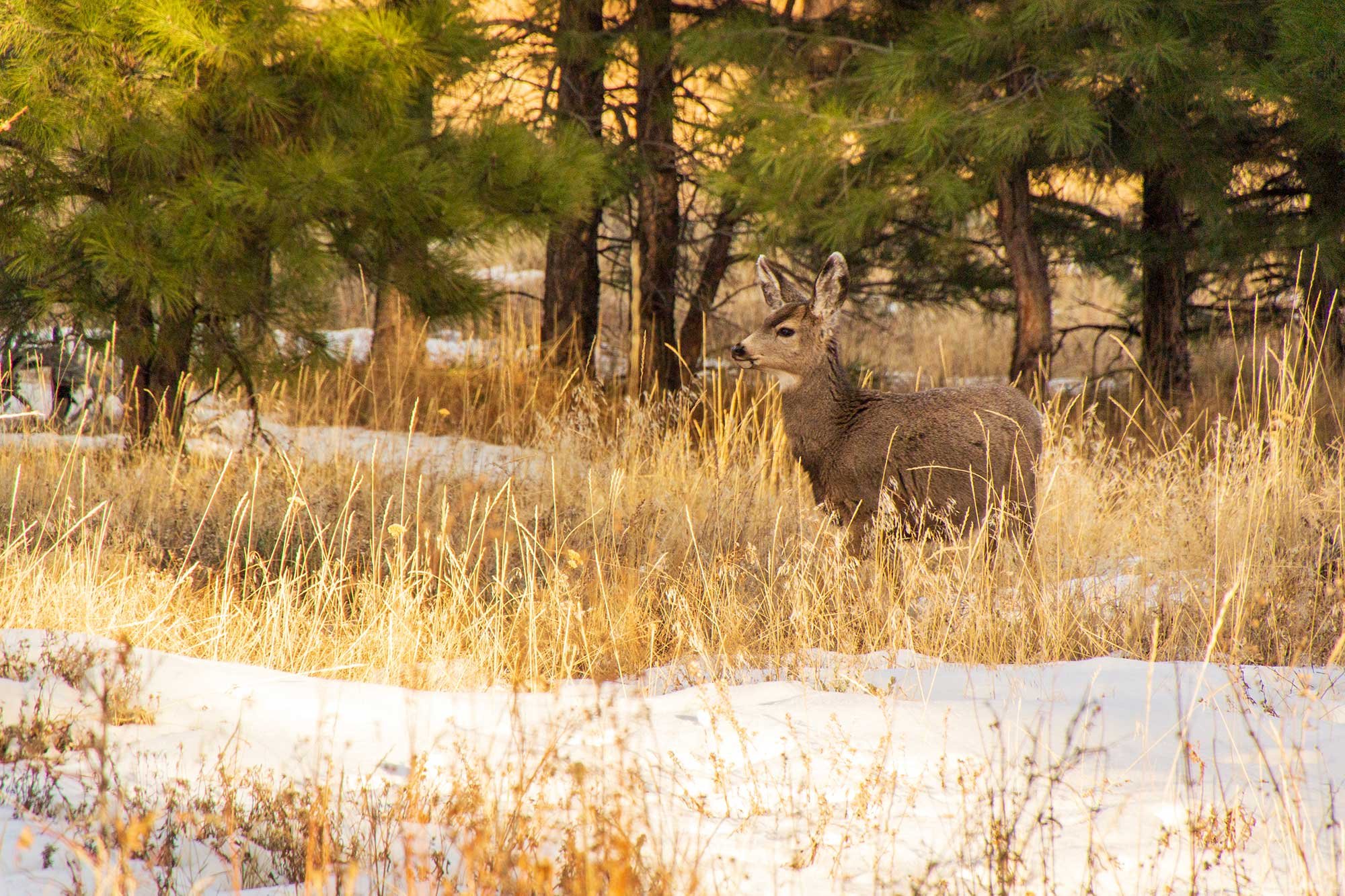 Deer in Zion National Park, Utah