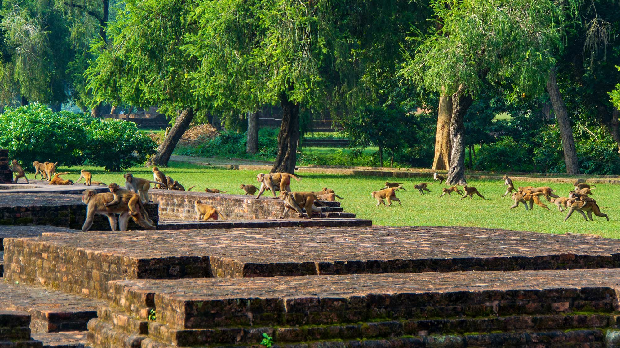 So many macaque monkeys! At Sravasti, India.