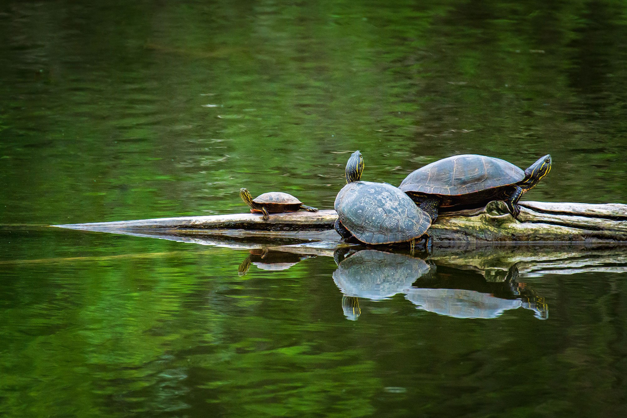 Turtles at Heron Haven Wetland Restoration Project in Omaha, Nebraska.