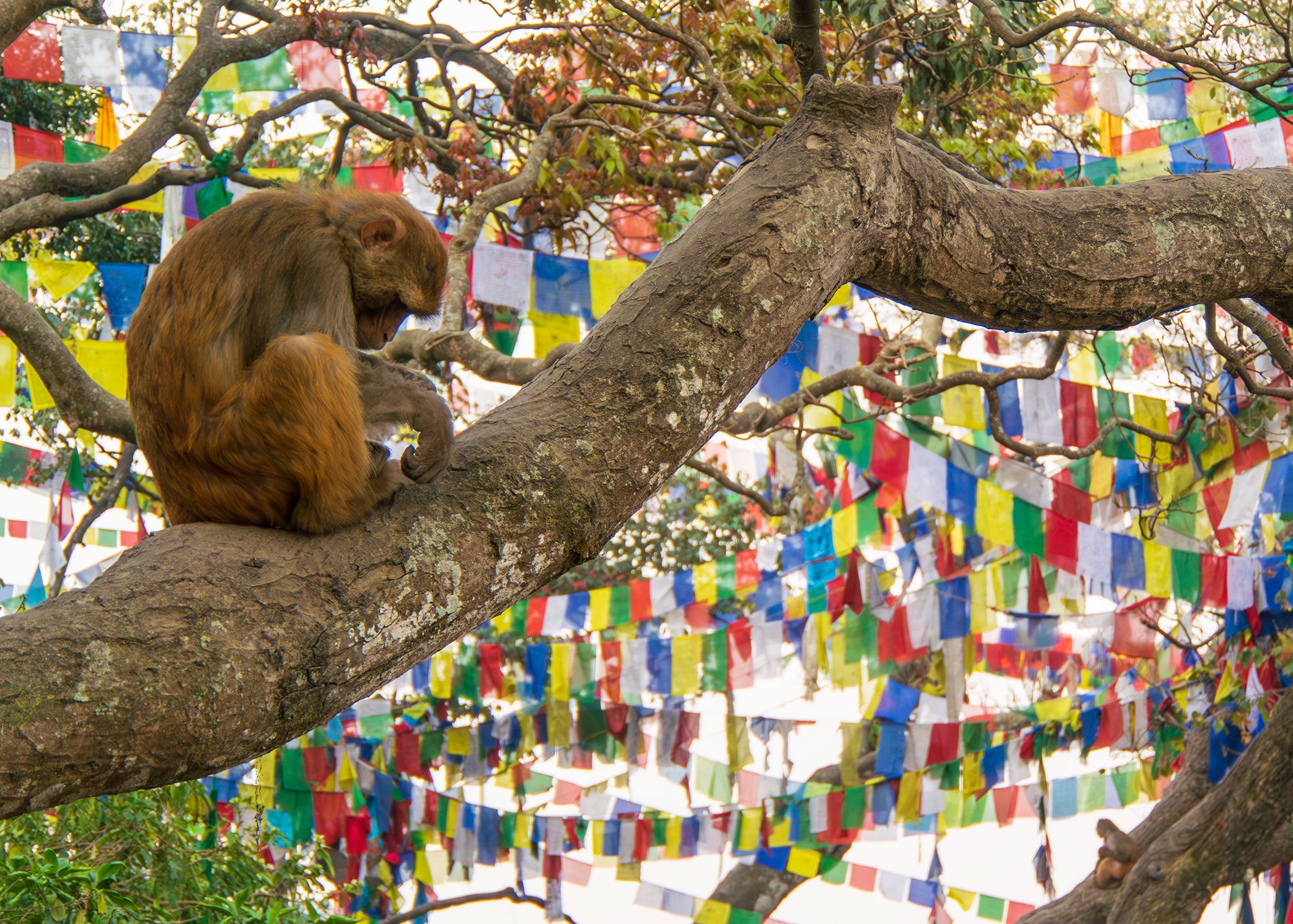 A pensive Macaque monkey at the Swayambhunath Monkey Temple in Nepal.