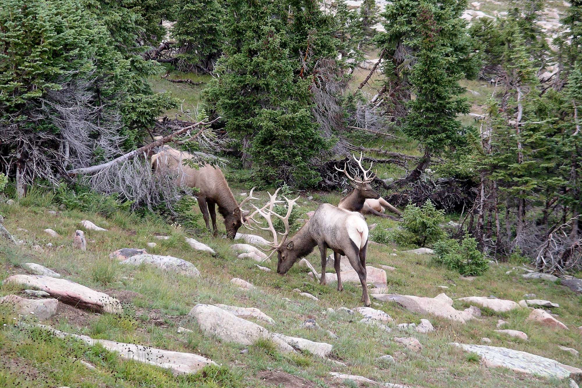 Elk in Rocky Mountain National Park, Colorado