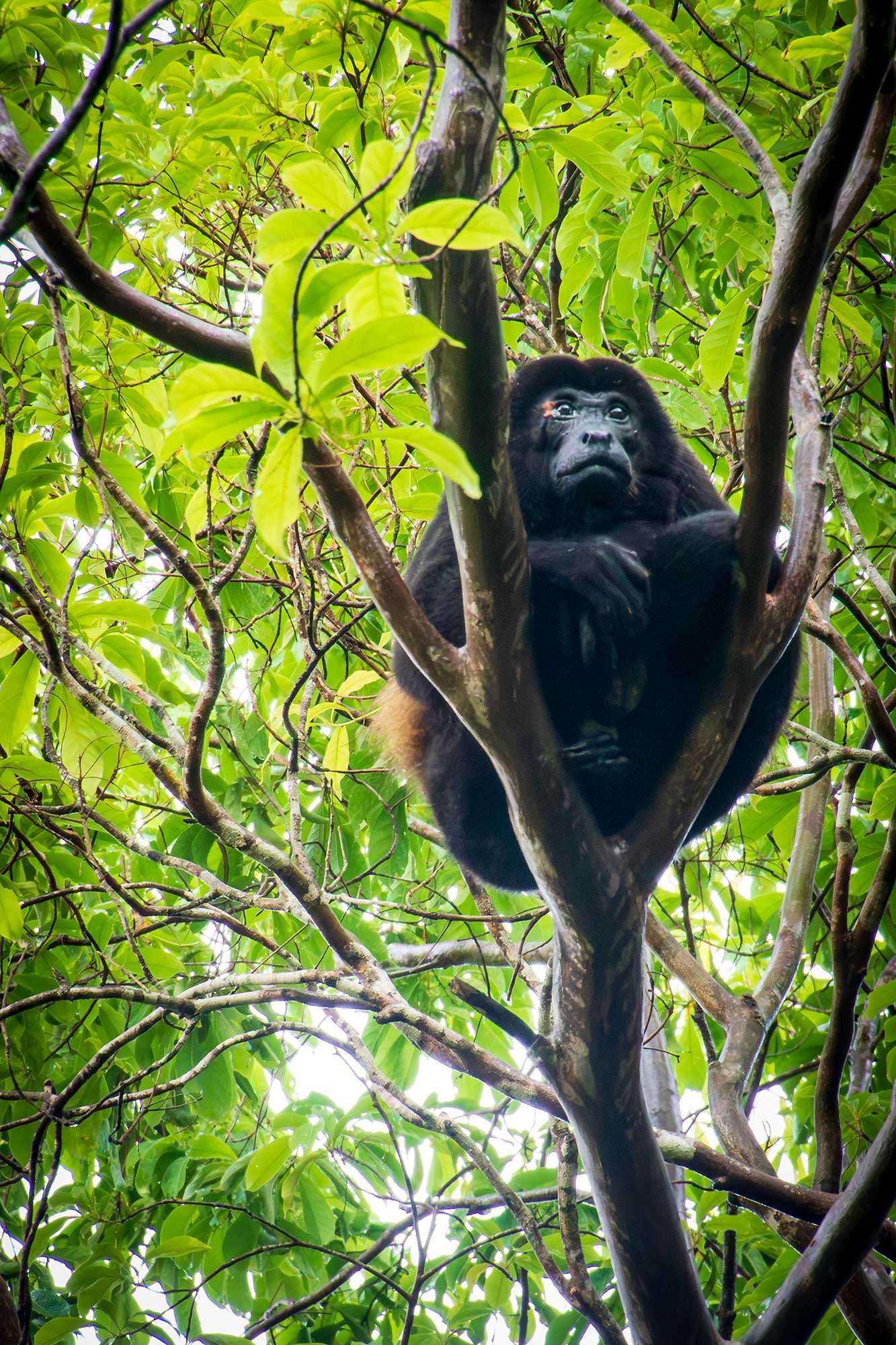 Howler monkey at the Blue Spirit Yoga Retreat Center in Costa Rica.