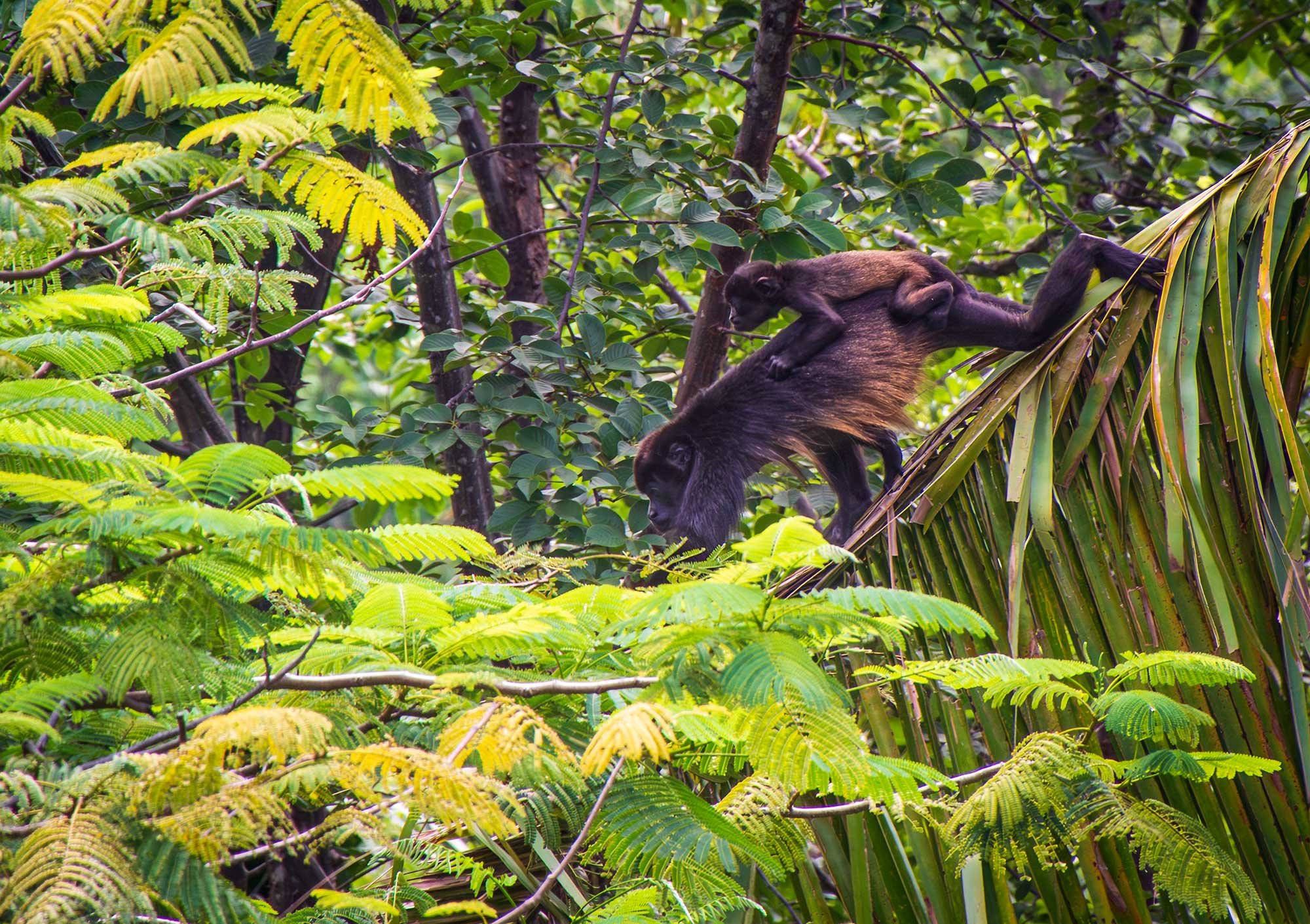 Howler monkey at Blue Spirit Yoga Retreat, Costa Rica