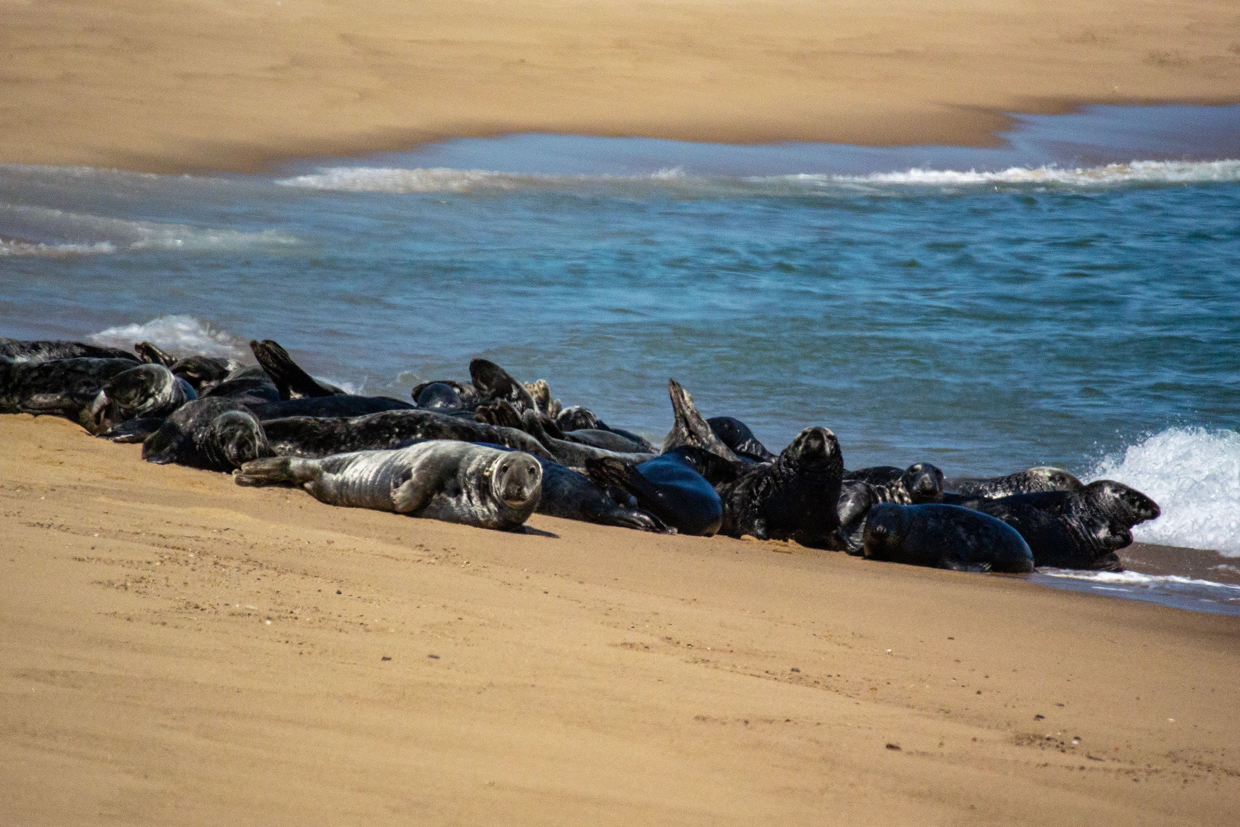 Seals on Head of the Meadow Beach at the Cape Cod National Seashore, Massachusetts.