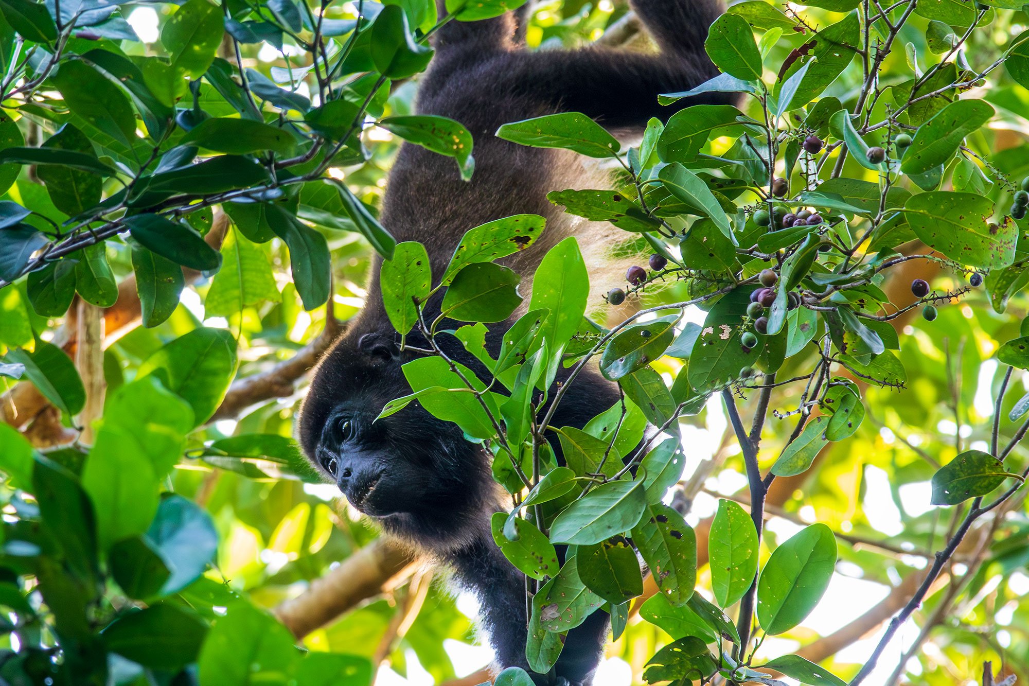 Howler Monkey in Playa del Carmen, Mexico.