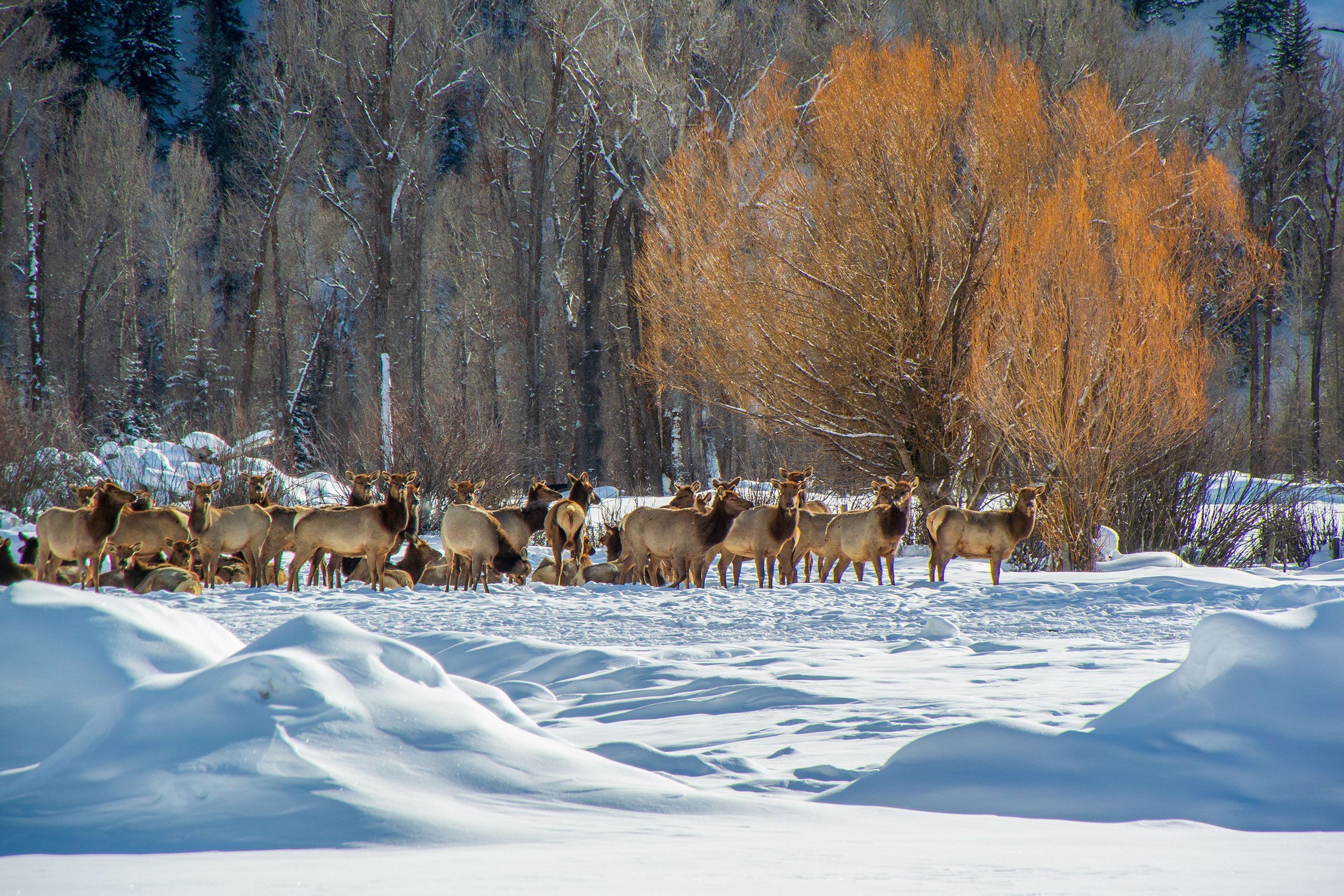 Herd of Elk in Steamboat Springs, Colorado
