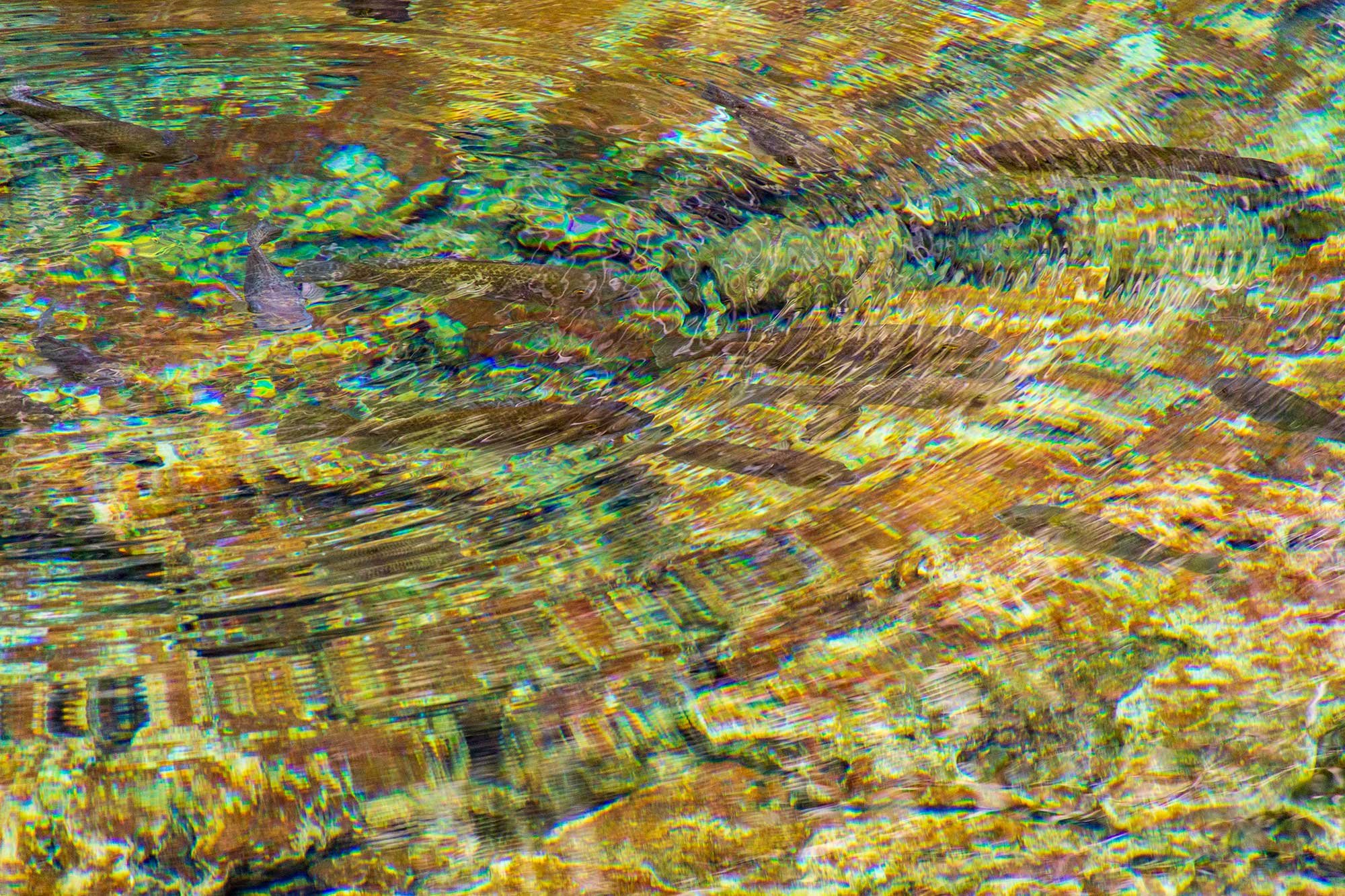 Indigenous Eyes Ecological Reserve, Punta Cana, Dominican Republic