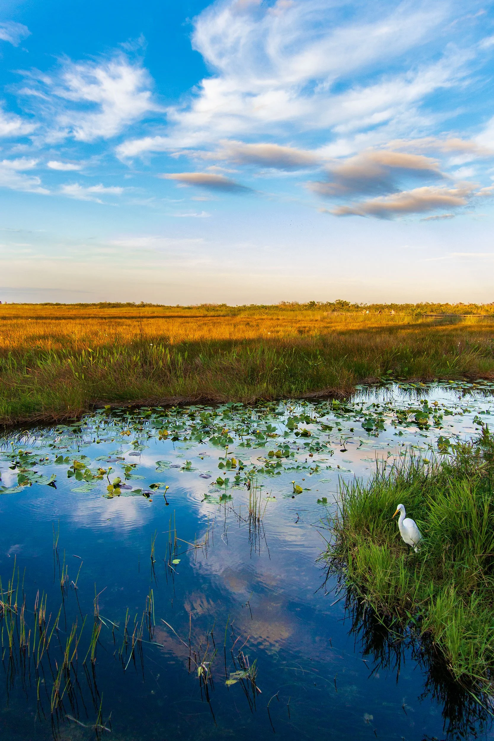 Egret in Everglades National Park, Florida.
