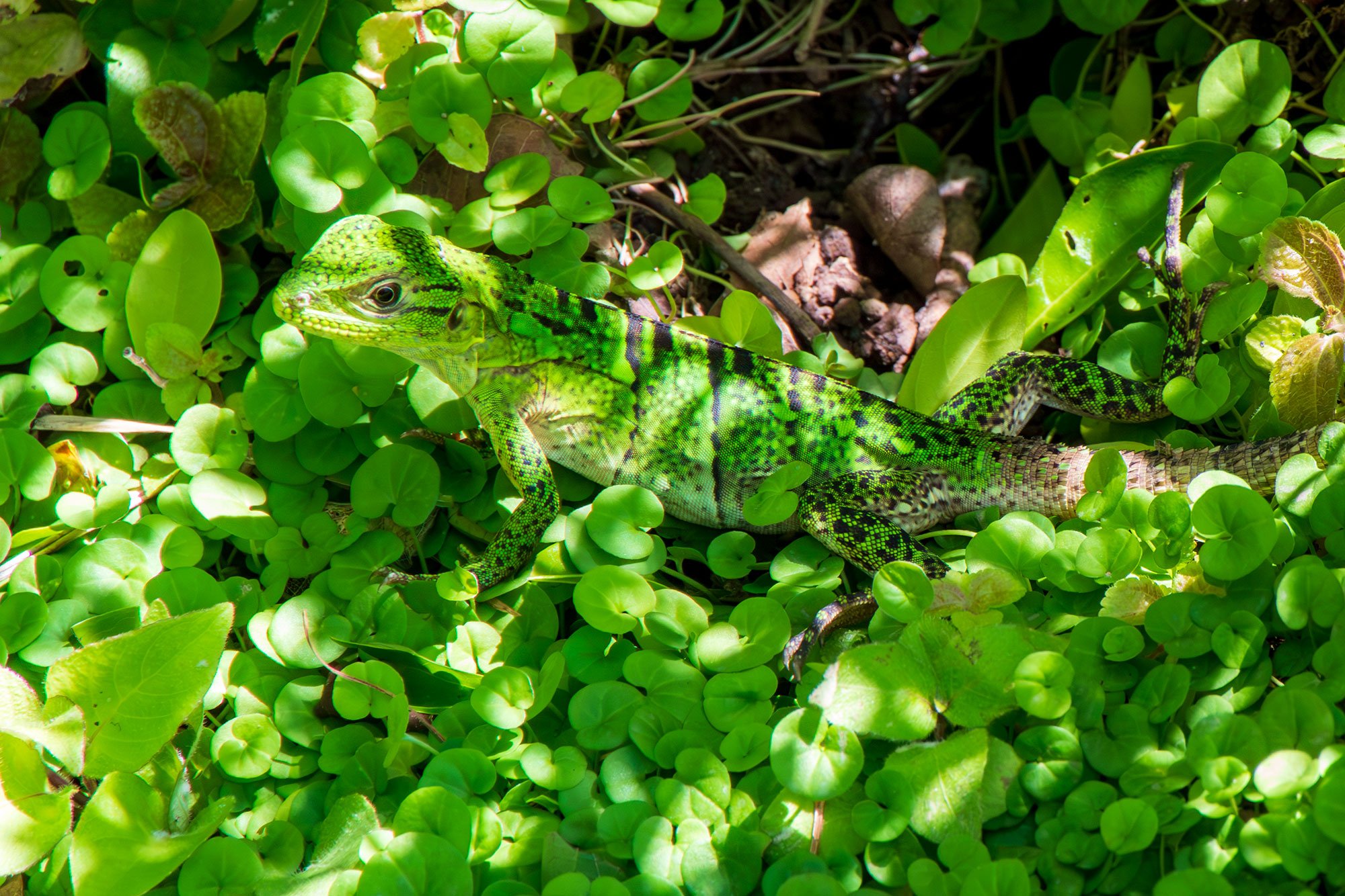 Camouflaged at Blue Spirit Yoga Retreat in Costa Rica.