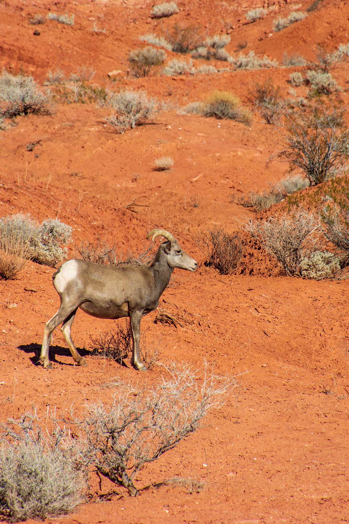 Desert Bighorn Sheep in Valley of Fire State Park, Nevada