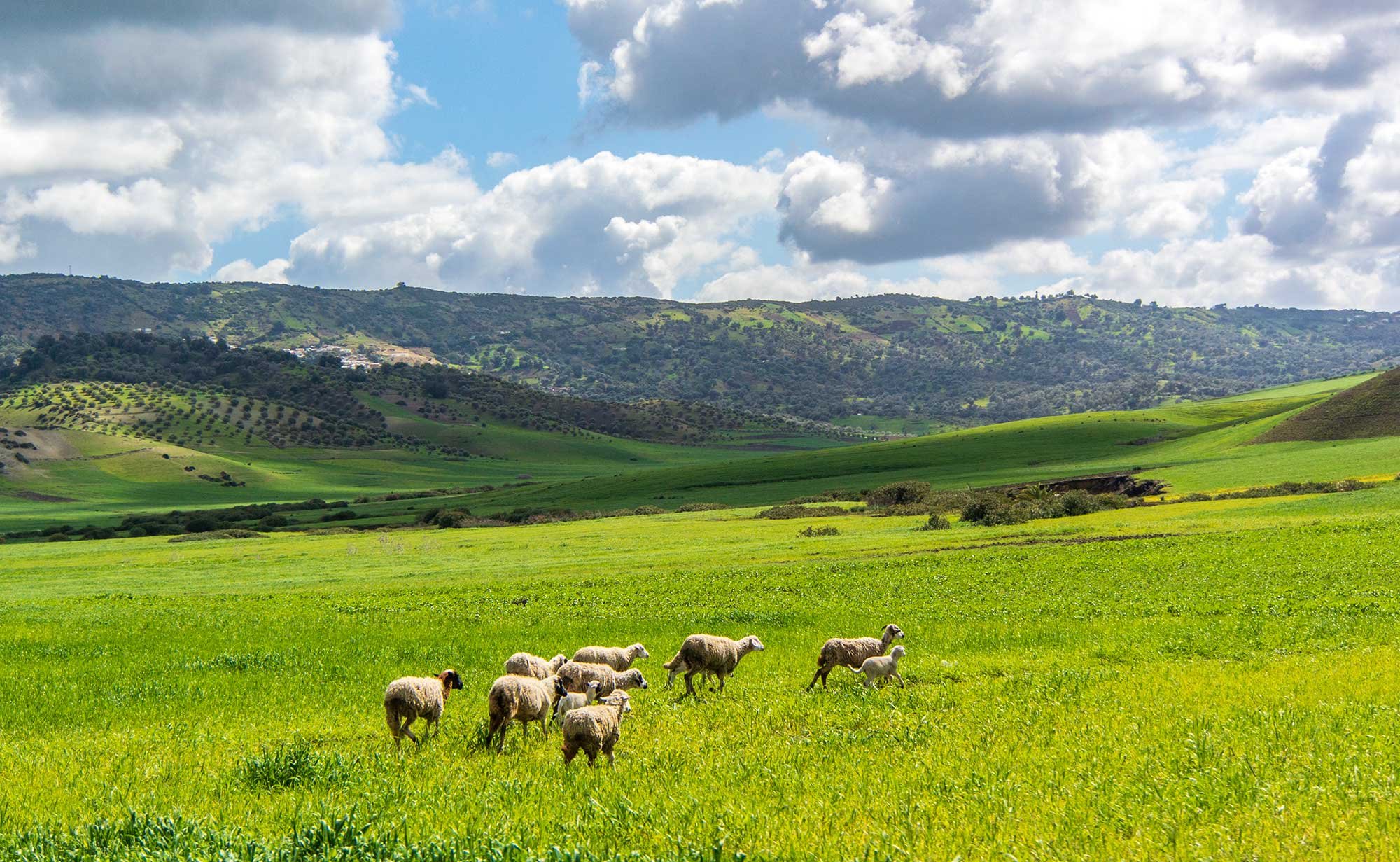 Frolicking sheep in the countryside between Rabat and Chefchaouen in Morocco.