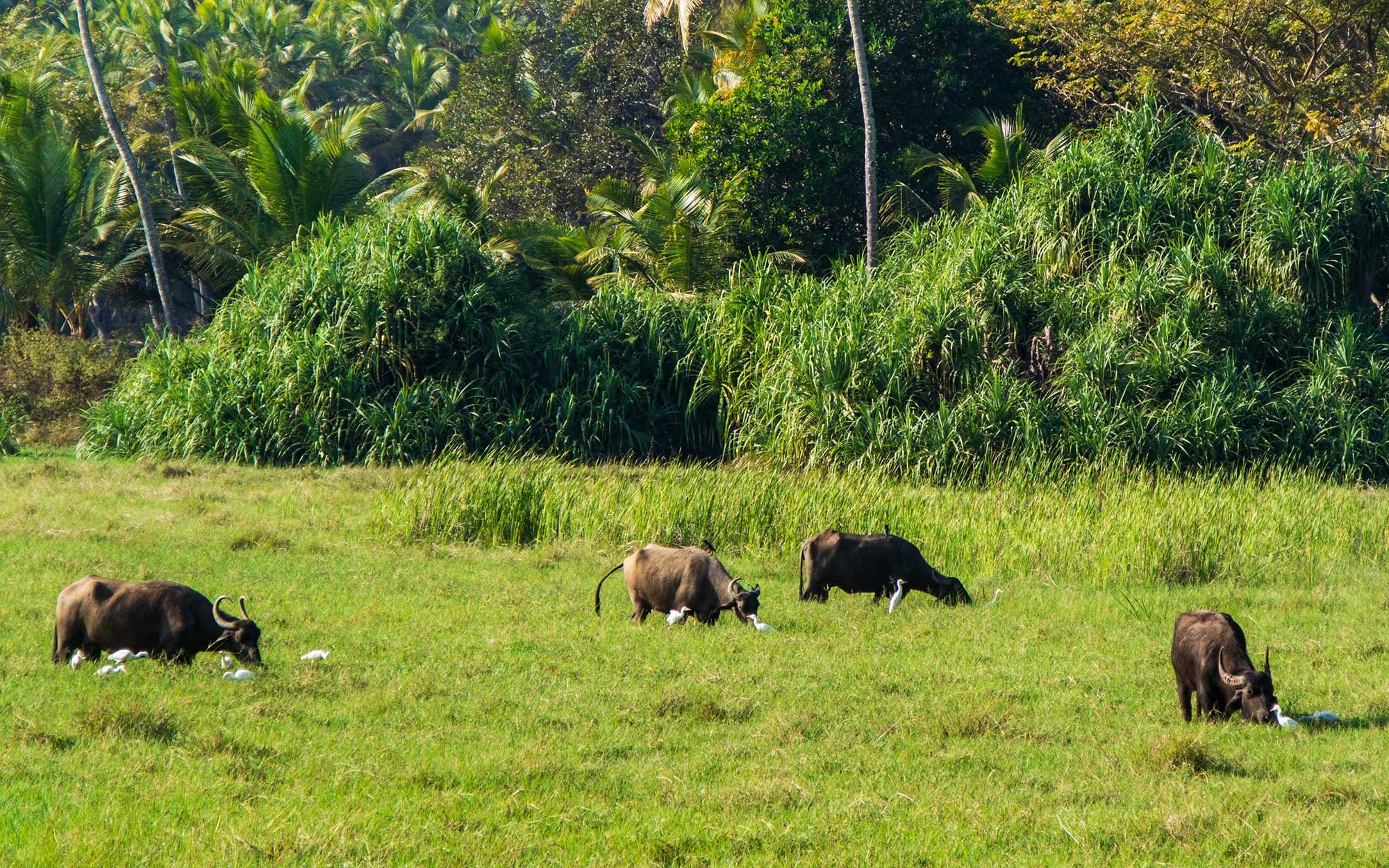 Water buffalo and their egret bird buddies in Goa, India. They have a symbiotic relationship - the birds eat the insects that get stirred up by the buffalo as they graze.