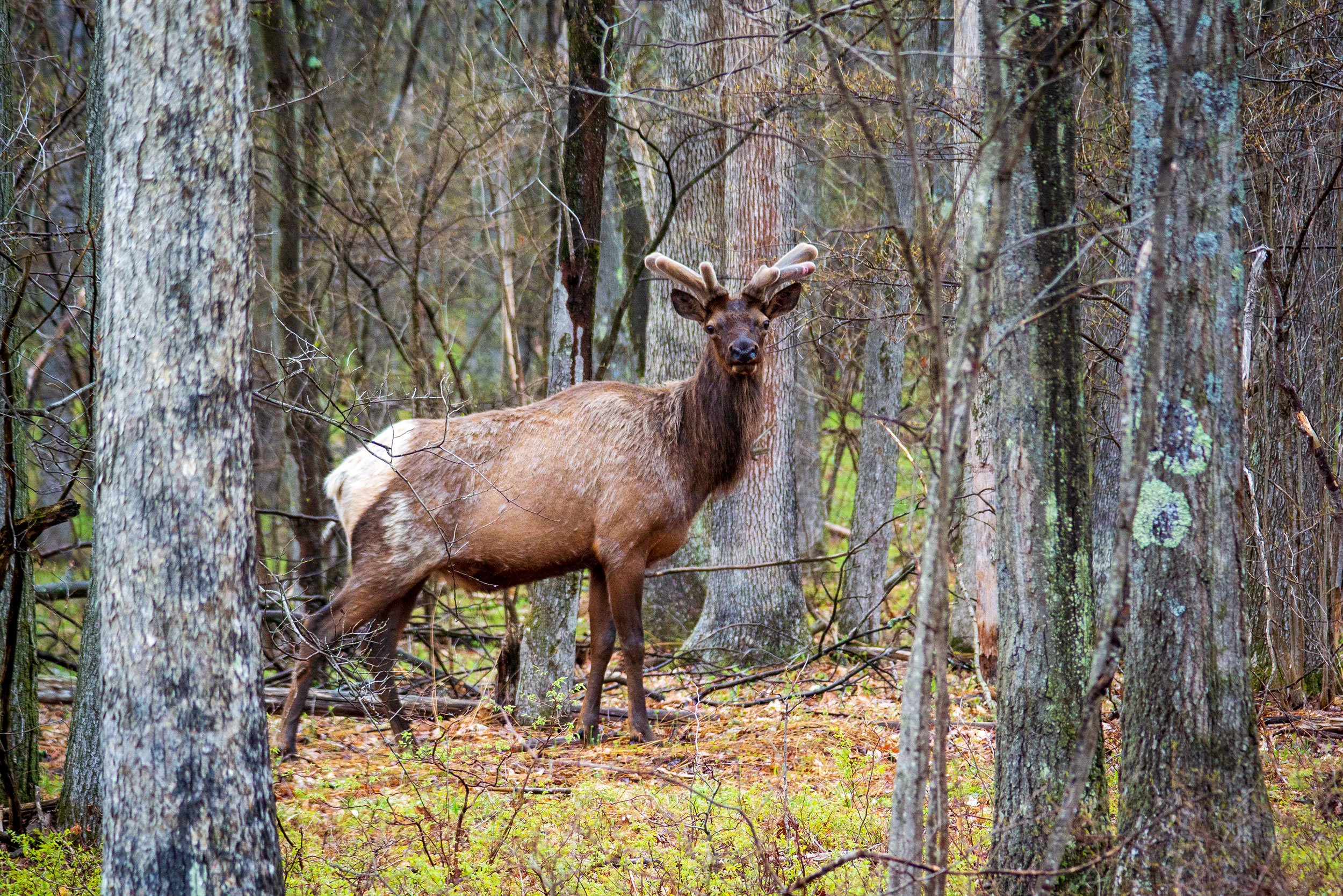 Elk in the Sproul State Forest, Pennsylvania