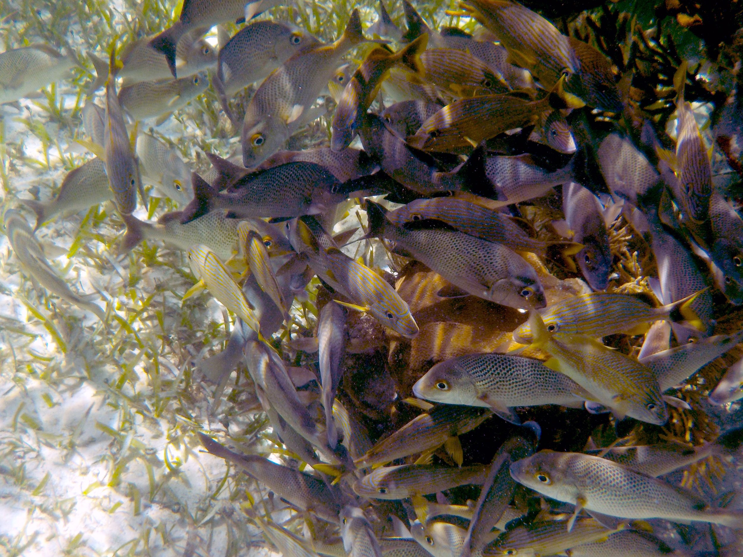 Great Mesoamerican Reef, Mexico