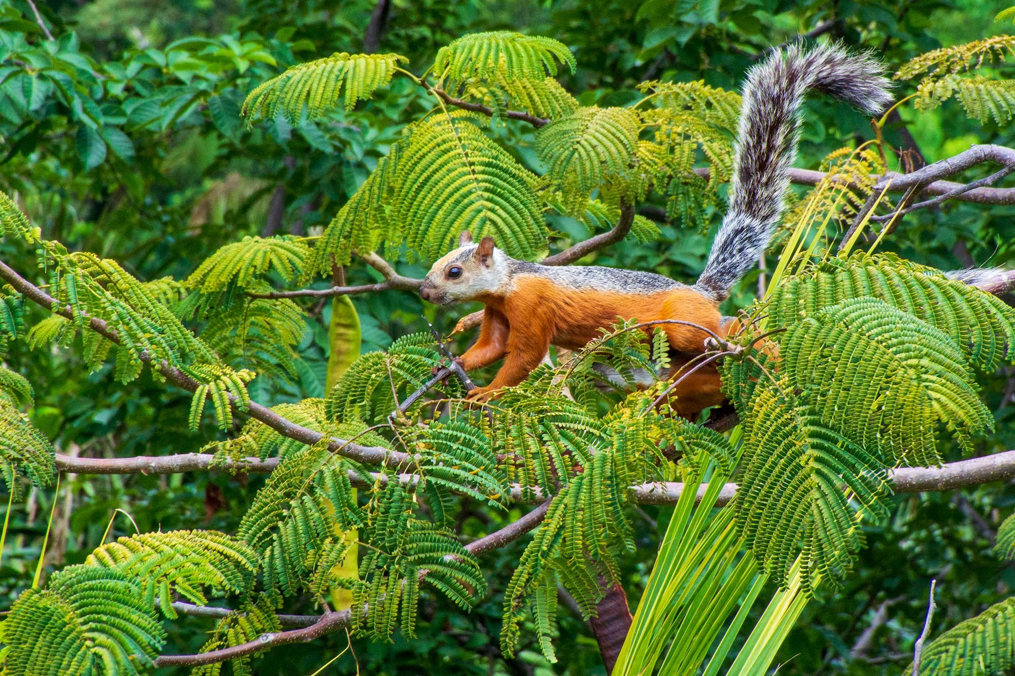 Variegated squirrel - a tree squirrel in Costa Rica.