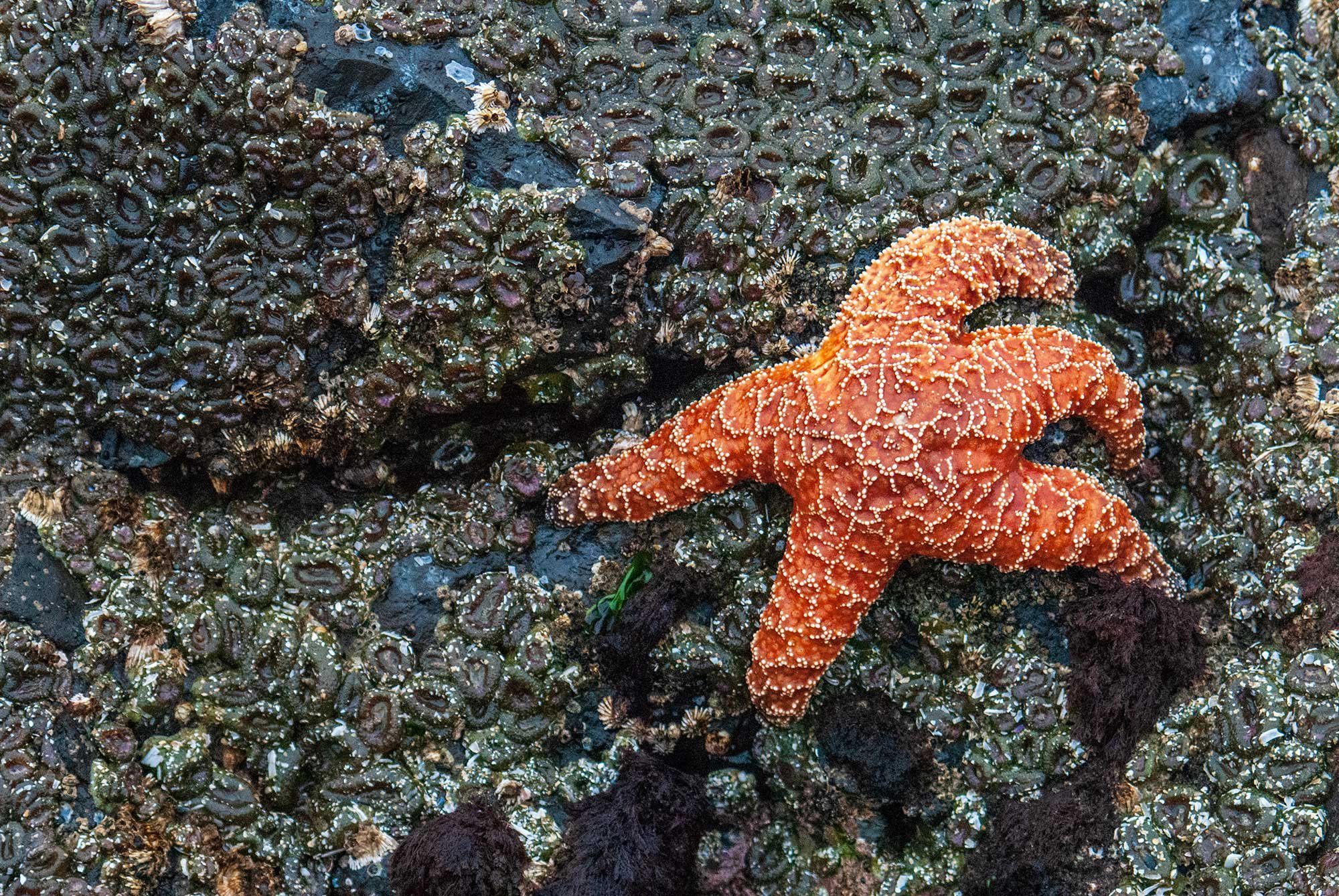 Starfish at Cannon Beach, Oregon
