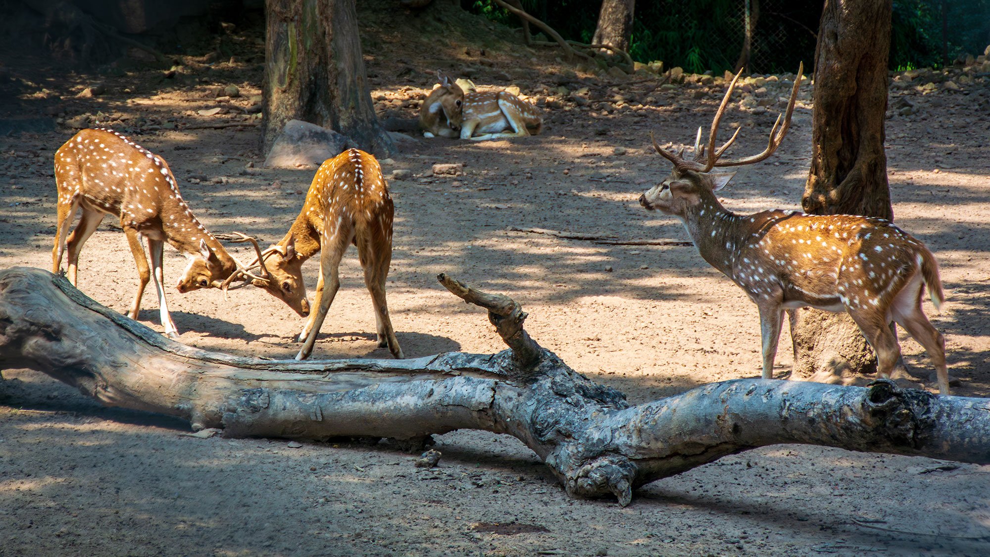Deer Park at Sarnath, India. The Buddha first gave his sermon on the Four Noble Truths and the Eight Fold Path at Sarnath ('Sarnath' comes from Saranganath meaning 'Lord of the Deer').