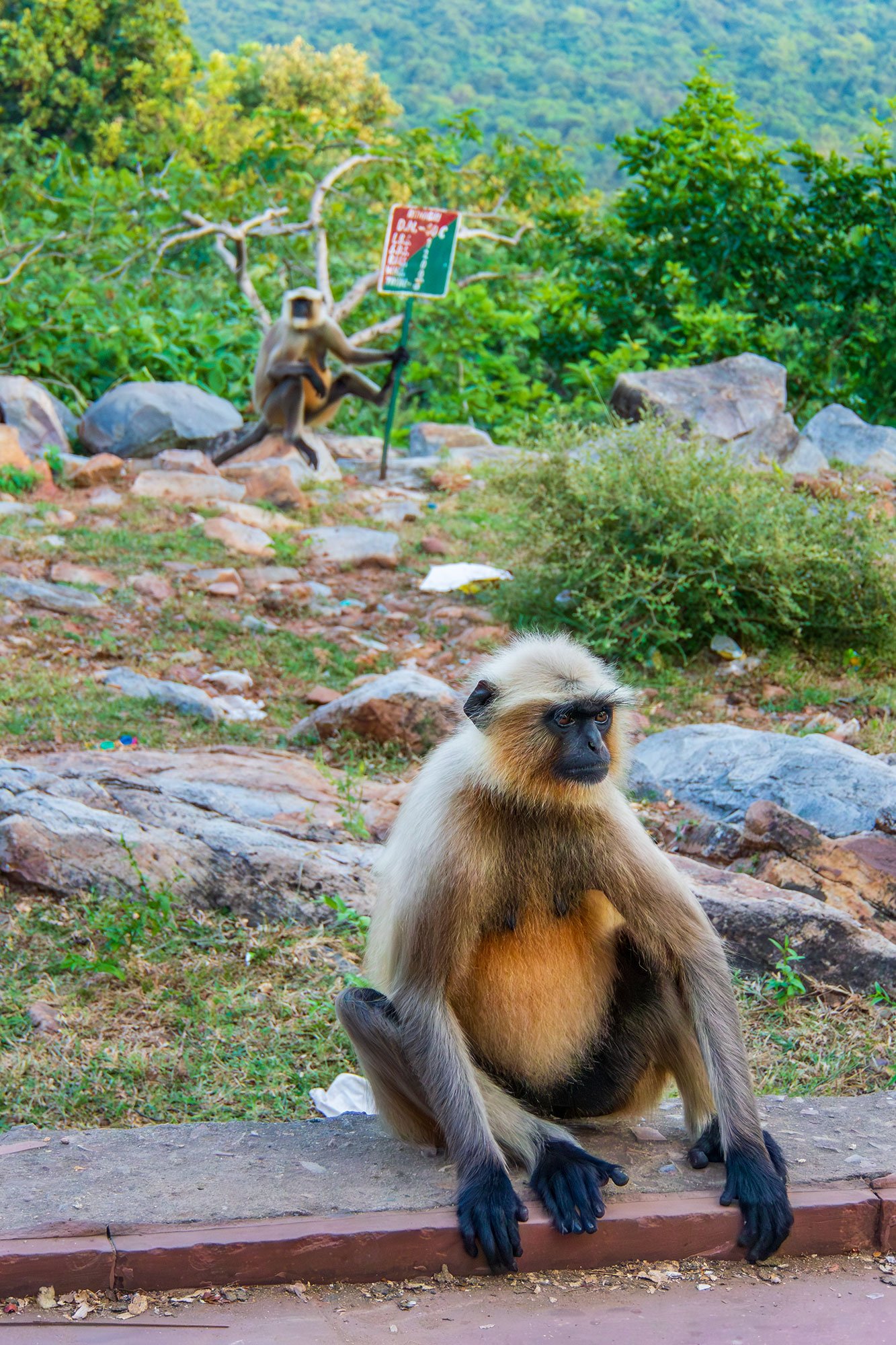 Common Iangur, also known as Hanuman Iangur on the hike up Vulture Peak in Rajgir, India.
