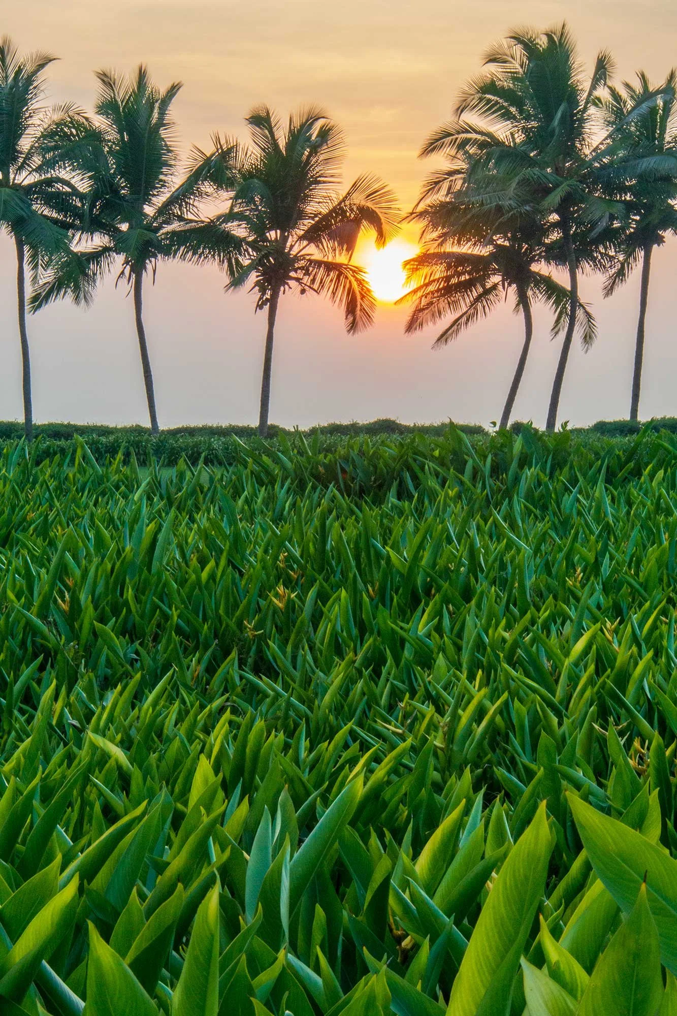 Sunset at the Grand Hyatt in Goa, India.