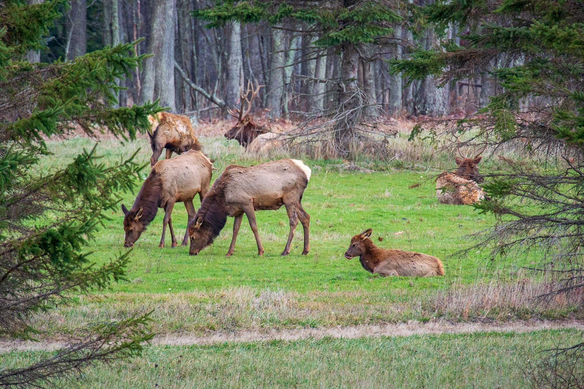 Elk in Pennsylvania Wilds Elk Country.