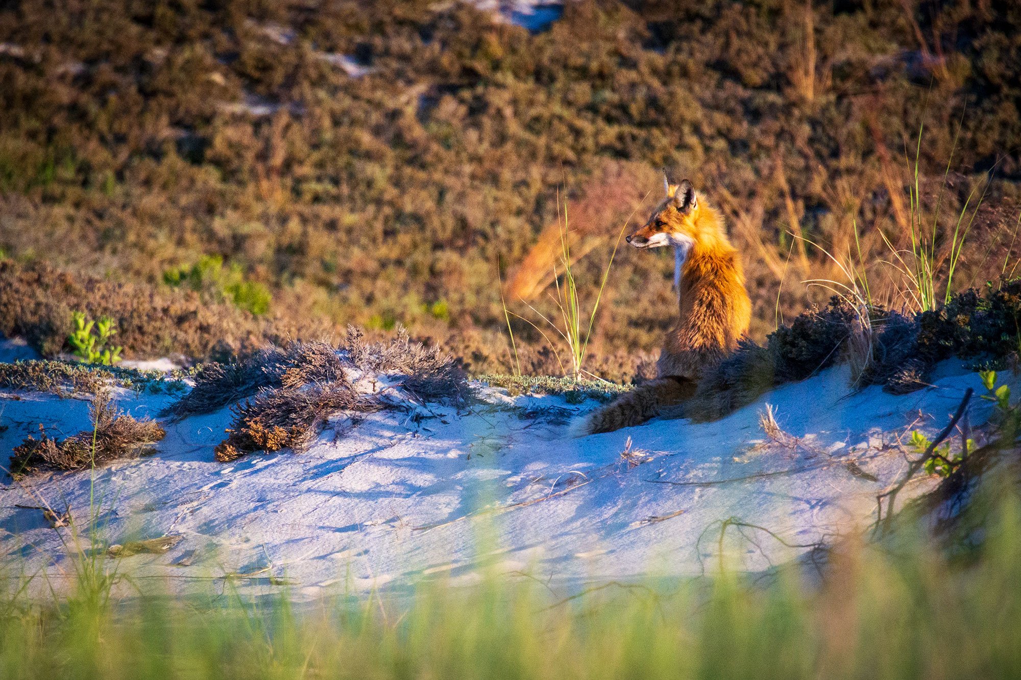 Fox on Chapin Memorial Beach in Cape Cod Massachusetts.