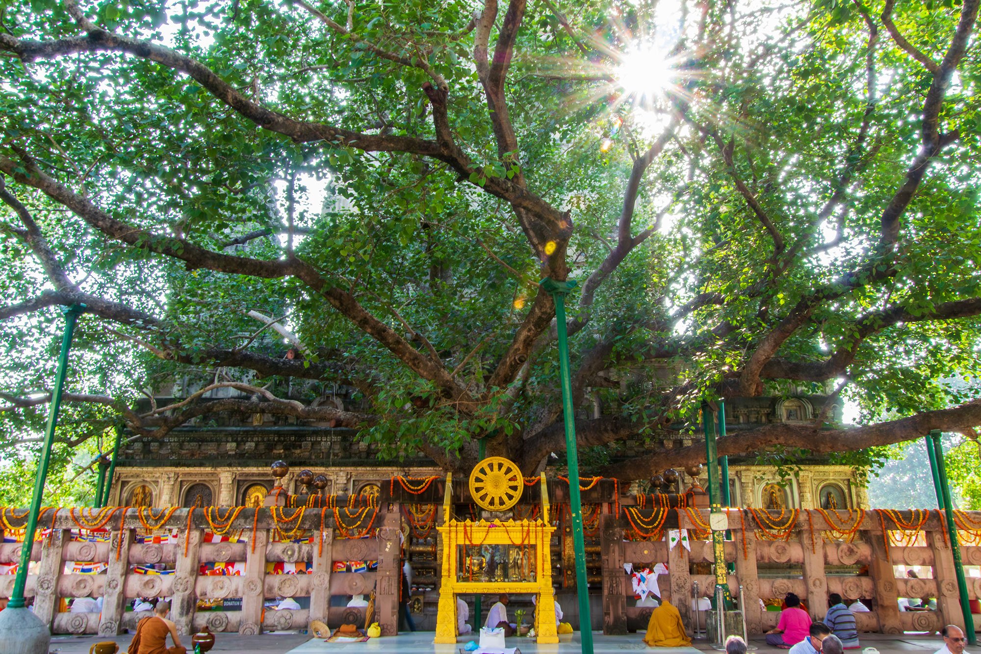 Mahabodi Temple Complex and the Bodhi Tree at Bodh Gaya, India. The Buddha is said to have attained enlightenment while sitting under the bodhi tree. See my Buddhapath album for more images of temples from Bodh Gaya.