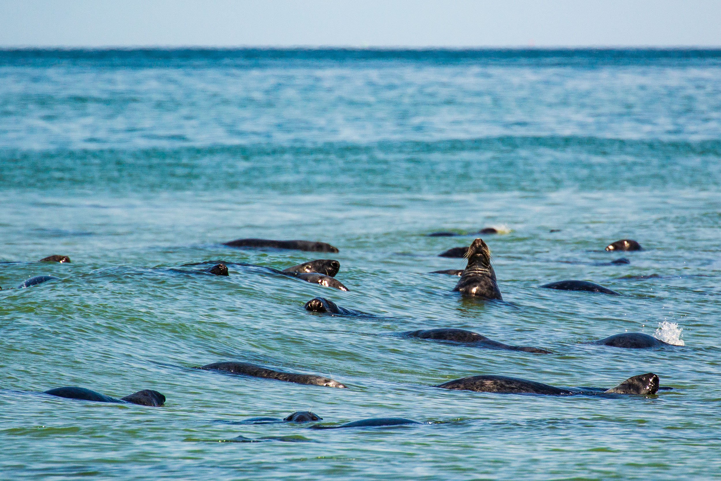Seals at North Truro - High Head Beach, at the Cape Cod National Seashore, Massachusetts.