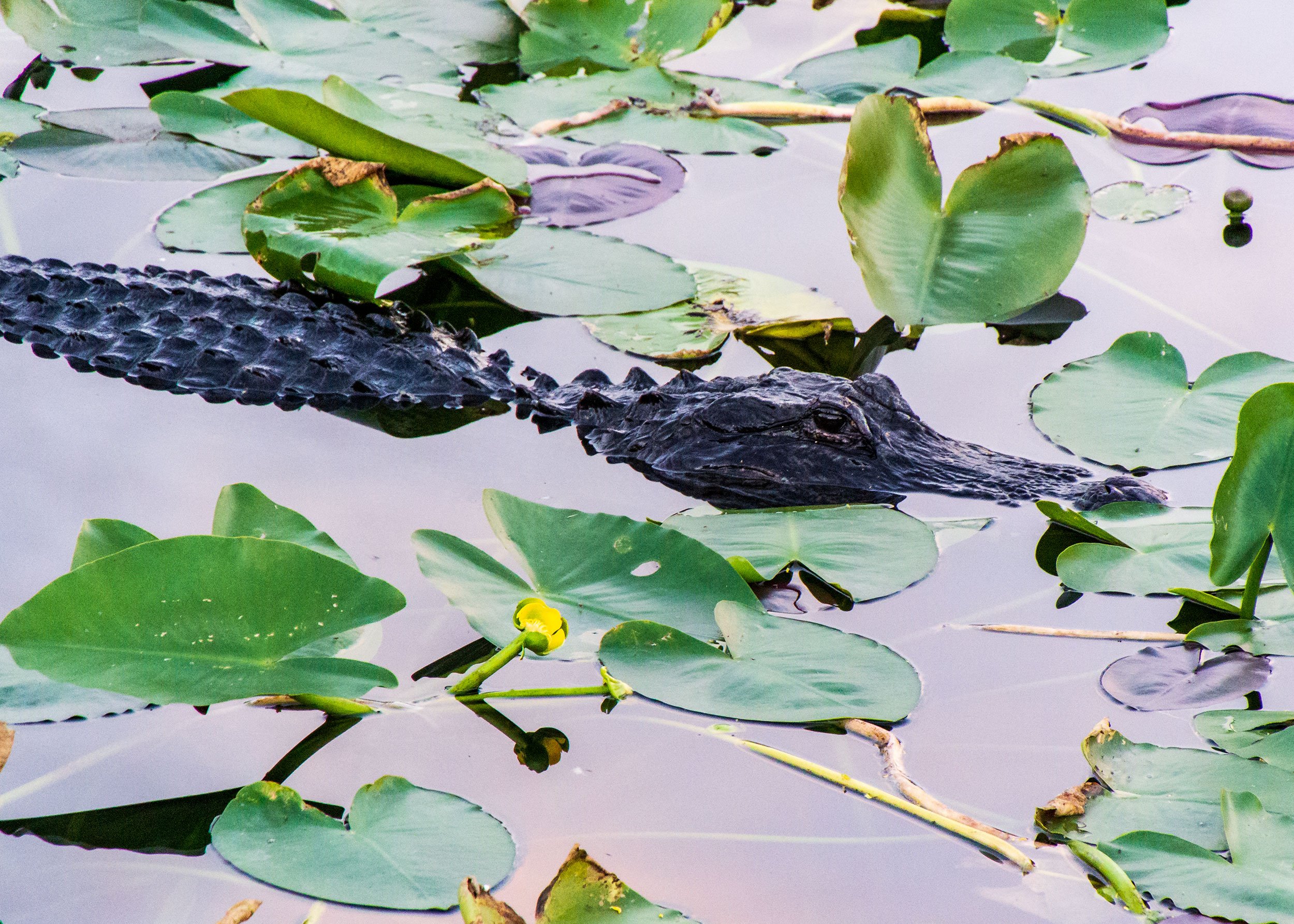 Alligator at Everglades National Park, Florida