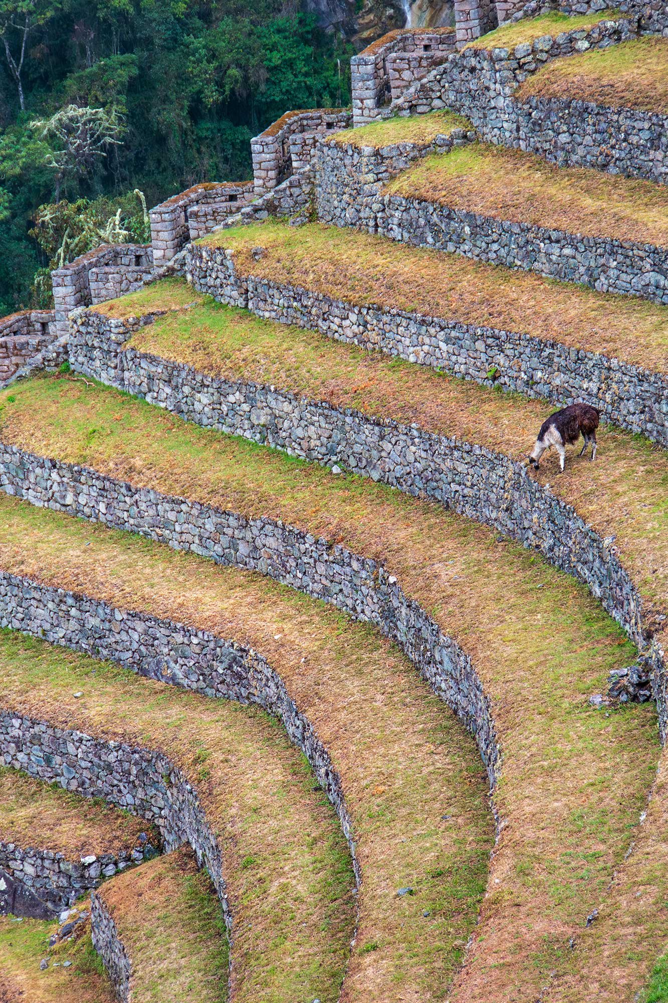 Llama at Winay Wanya on the Inca Trail to Machu Picchu, Peru