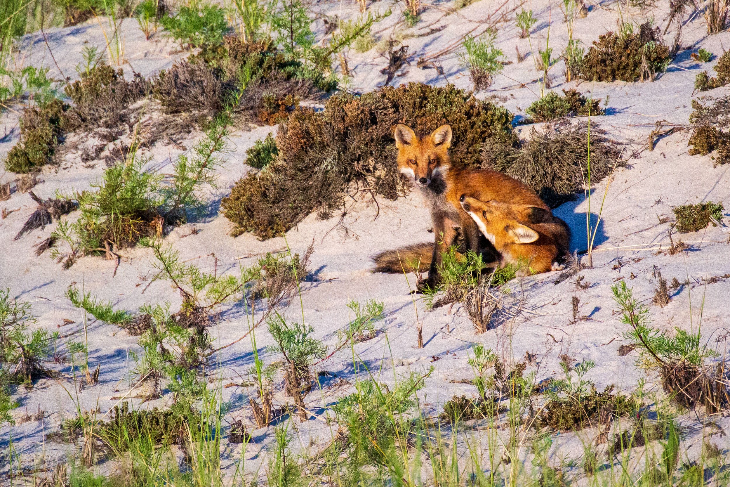 Foxes on Chapin Memorial Beach in Cape Cod Massachusetts.
