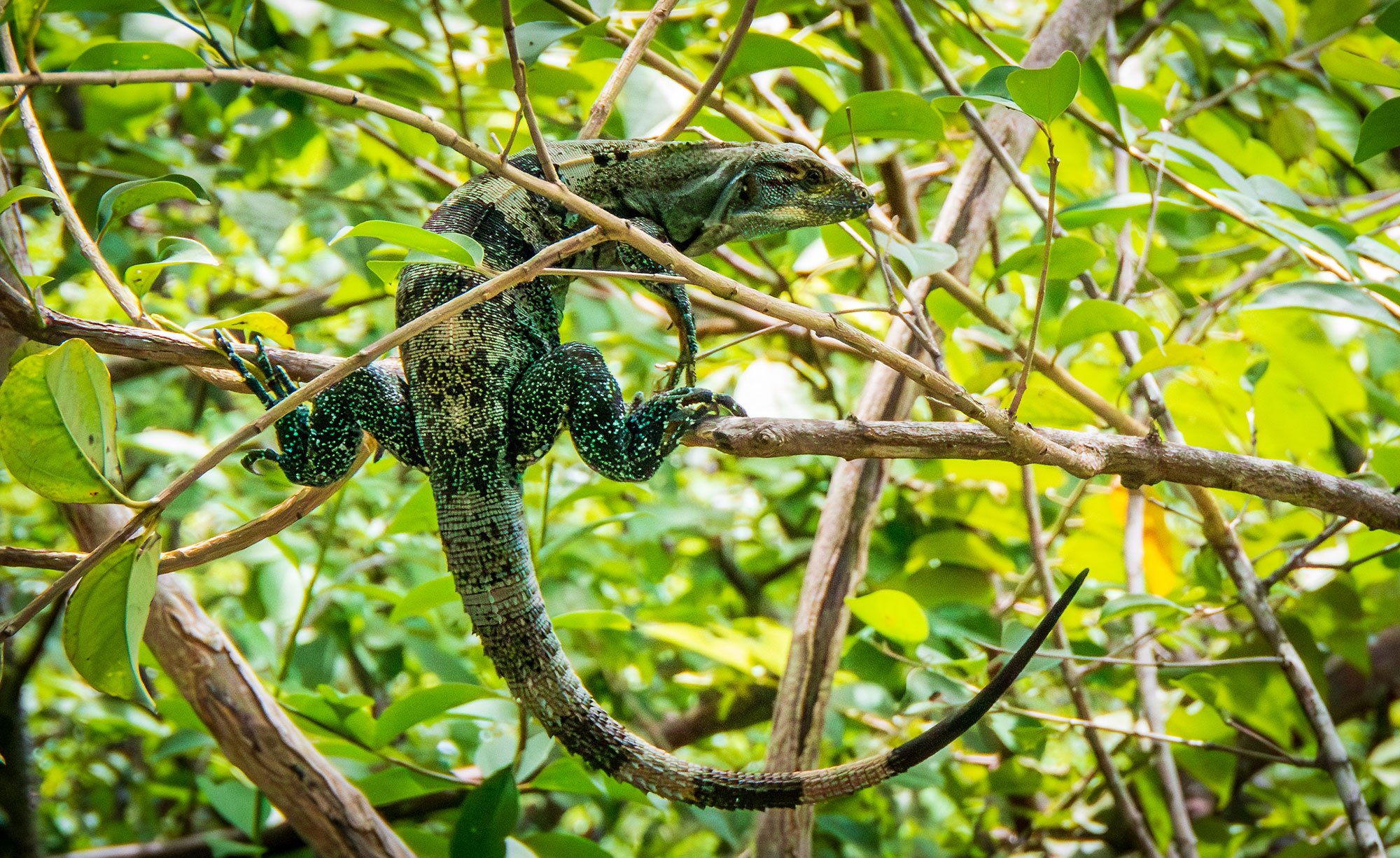 Green Iguana, Costa Rica