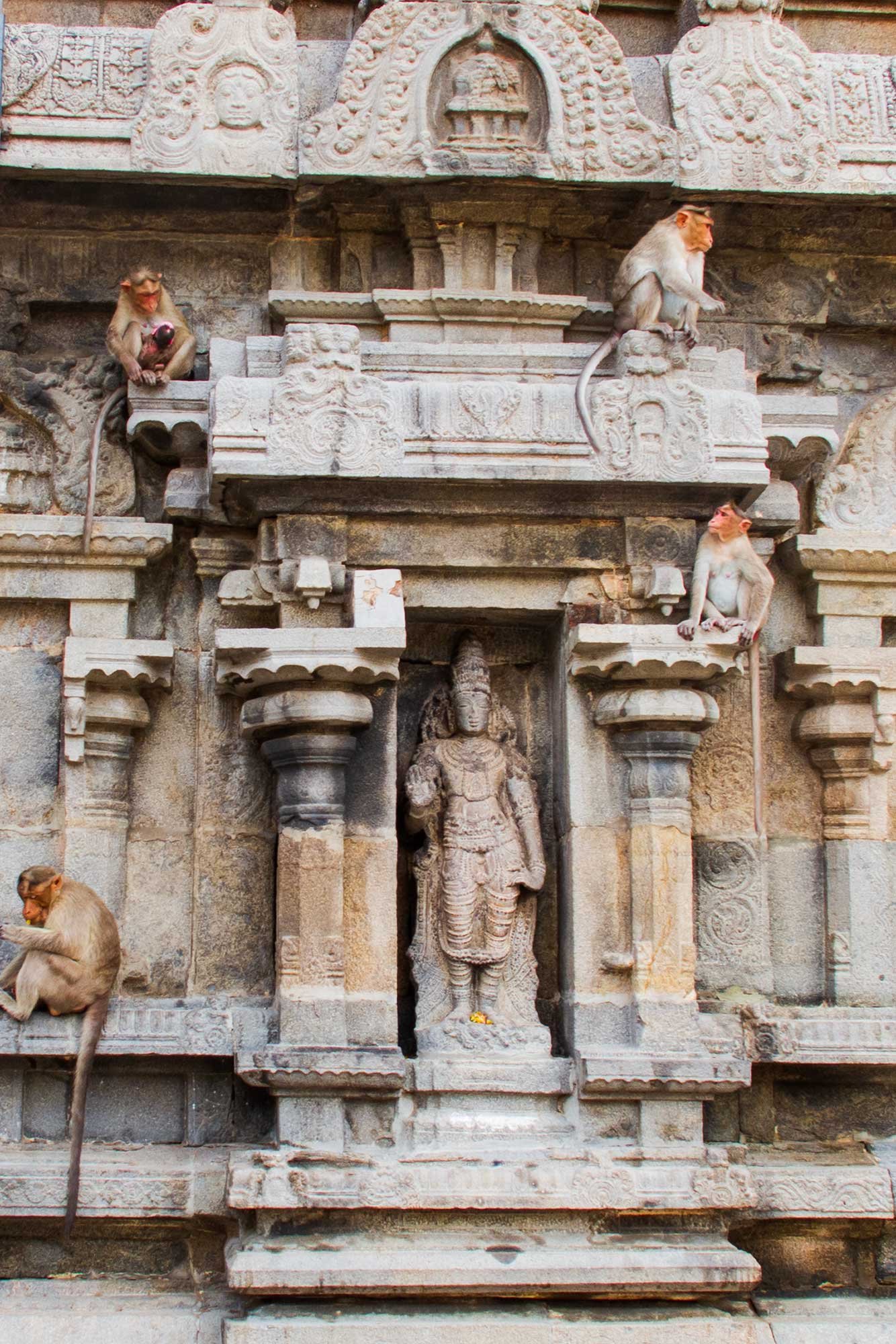 Rhesus Macaque monkeys at the Annamalaiyar temple in Thiruvannamalai, India.