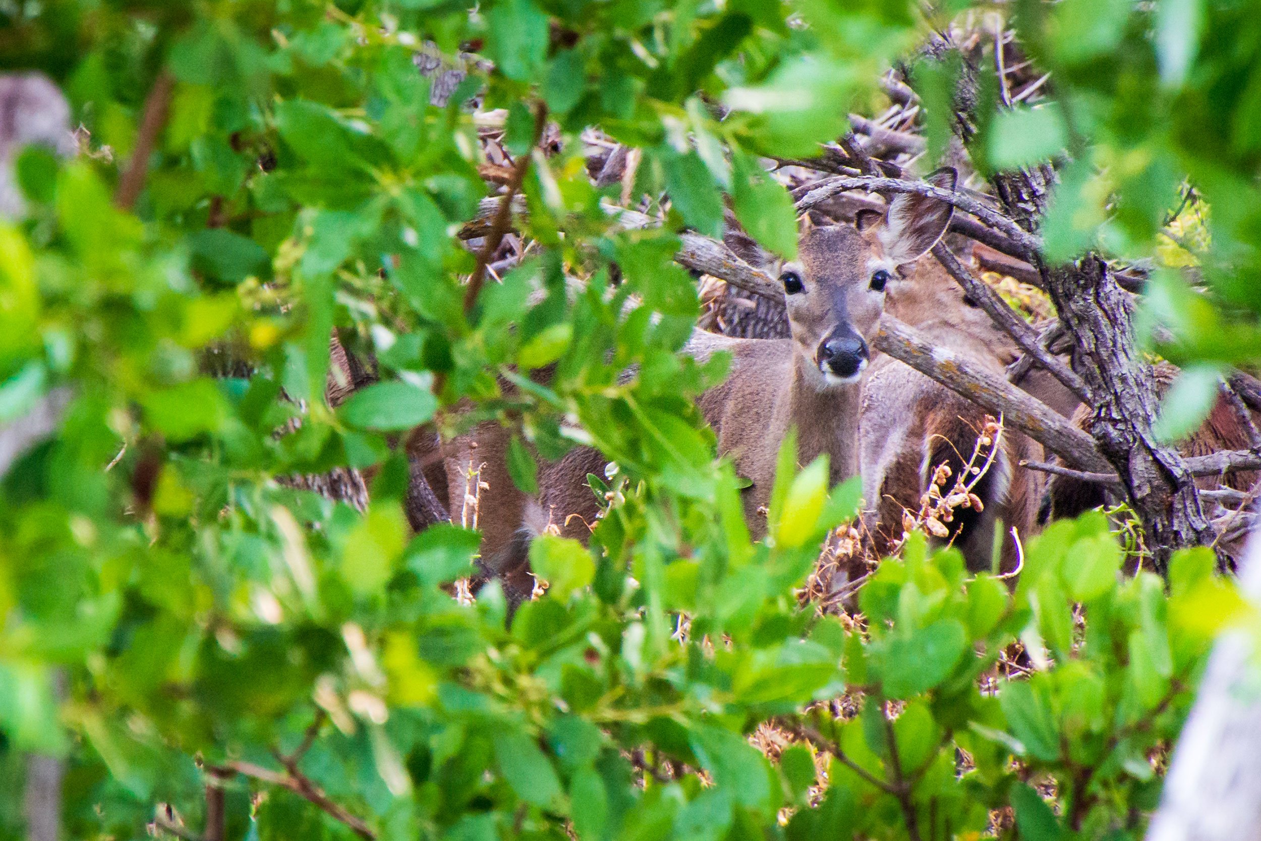 Key deer peeping through a key hole in the Florida Keys.