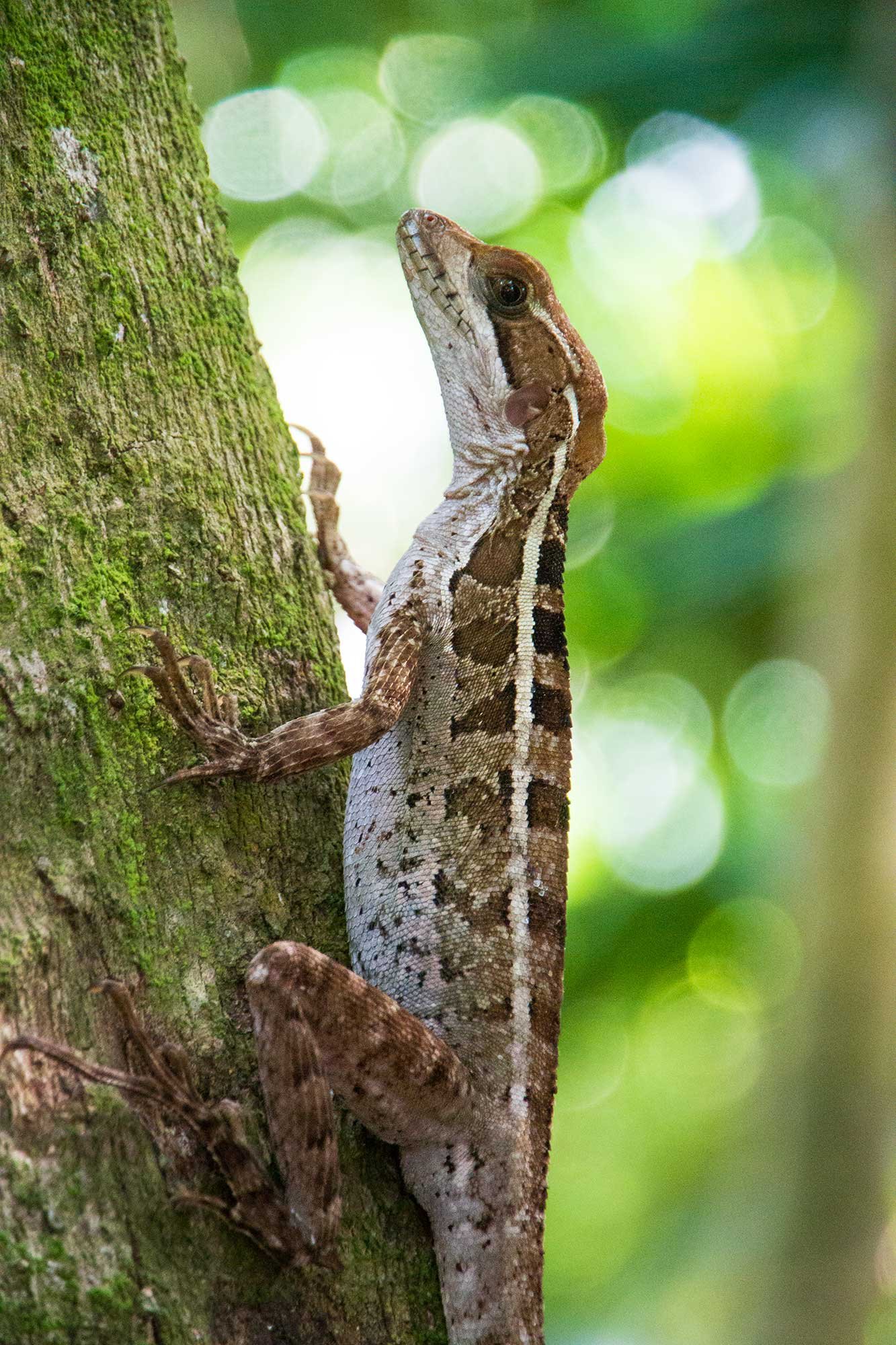 Lizard in Playa del Carmen, Mexico.