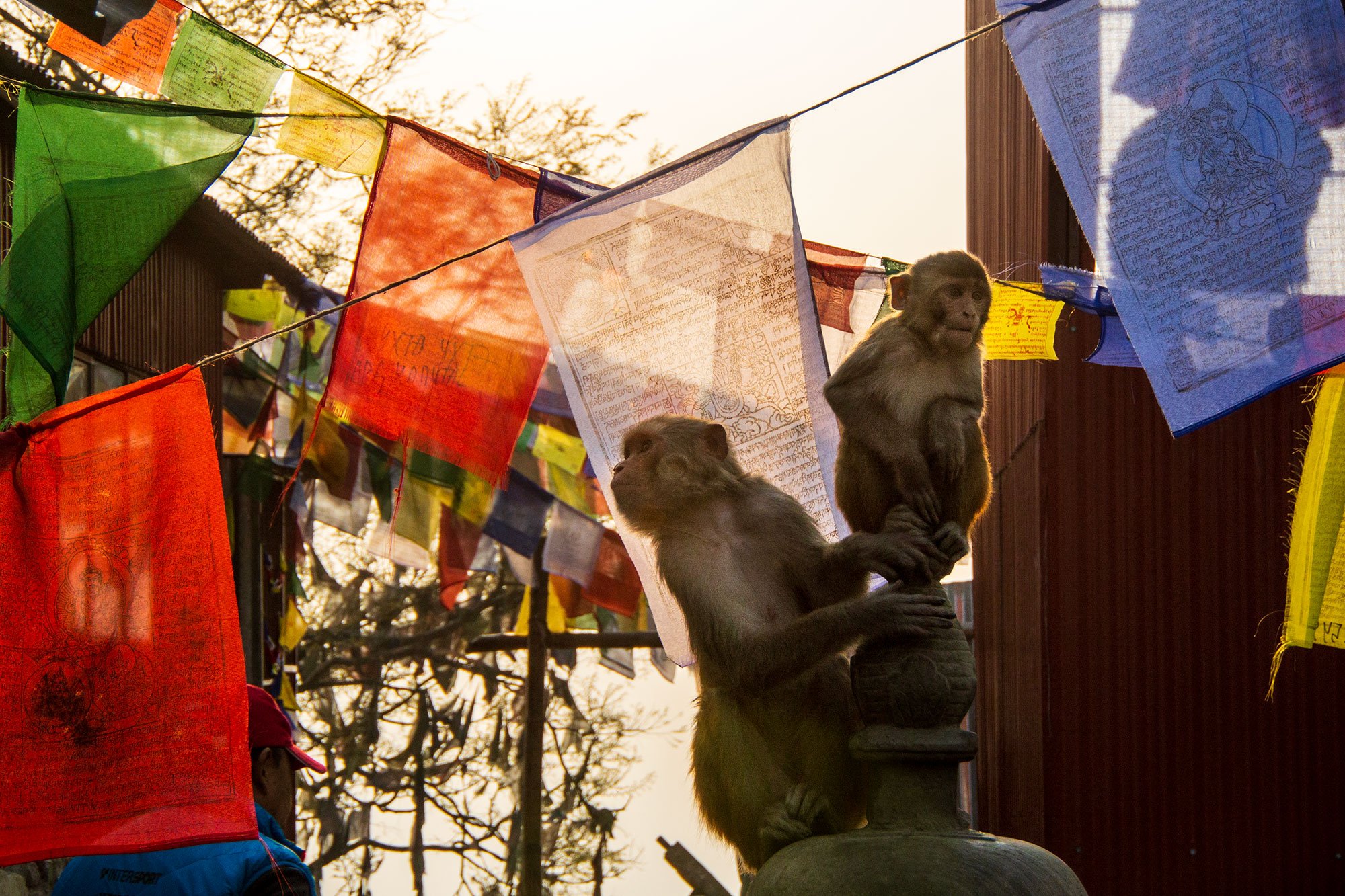 Swayambhunath, also known as the Monkey Temple, is a sacred Buddhist pilgrimage site in Kathmandu, Nepal.
